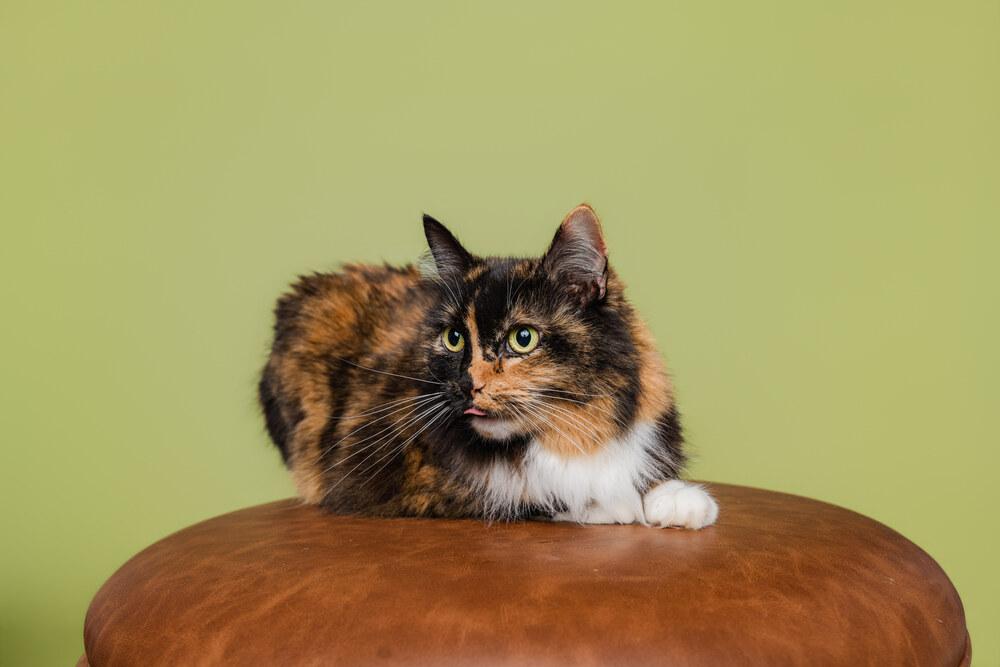 Enlarge Callie, a Adoptable Domestic Medium Hair in Wilson, NC image 4/5
