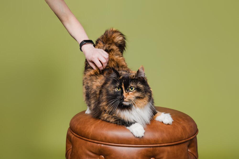 Enlarge Callie, a Adoptable Domestic Medium Hair in Wilson, NC image 5/5