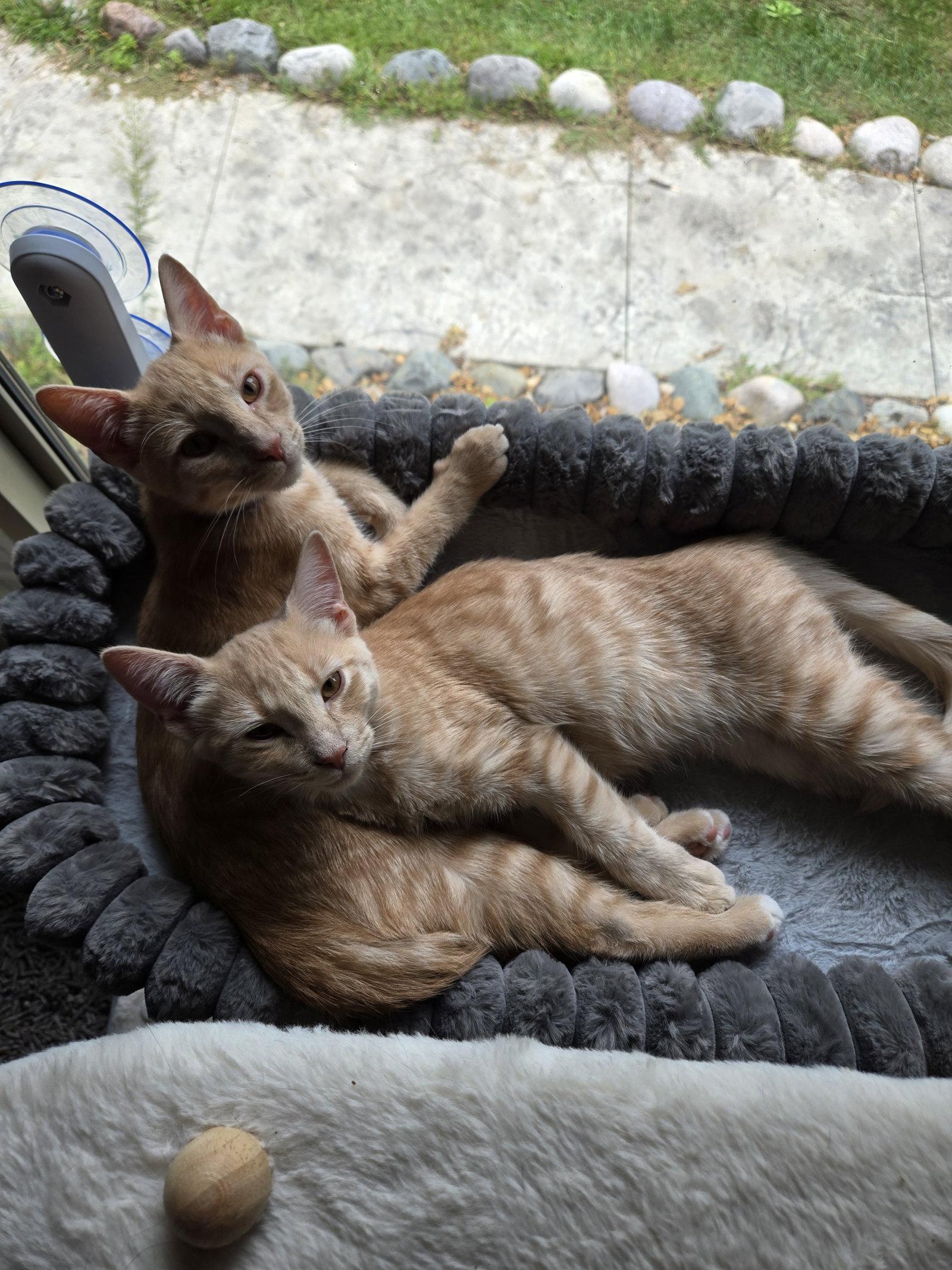 Legend, Adopted, Kitten Male Domestic Short Hair.