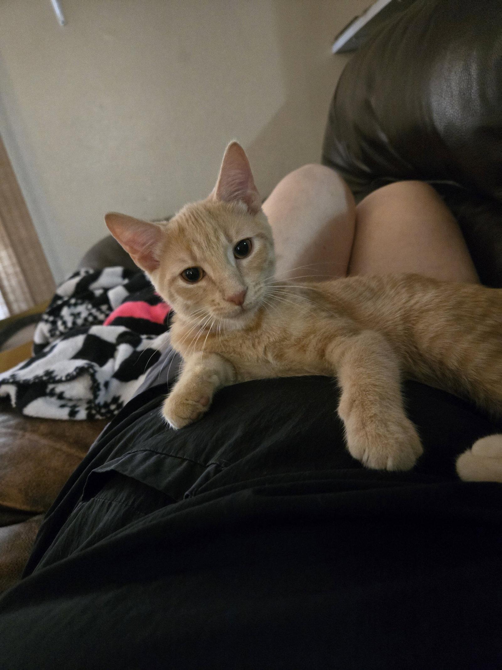 Enlarge Legend, a Adopted Domestic Short Hair in Walled Lake, MI image 2/3