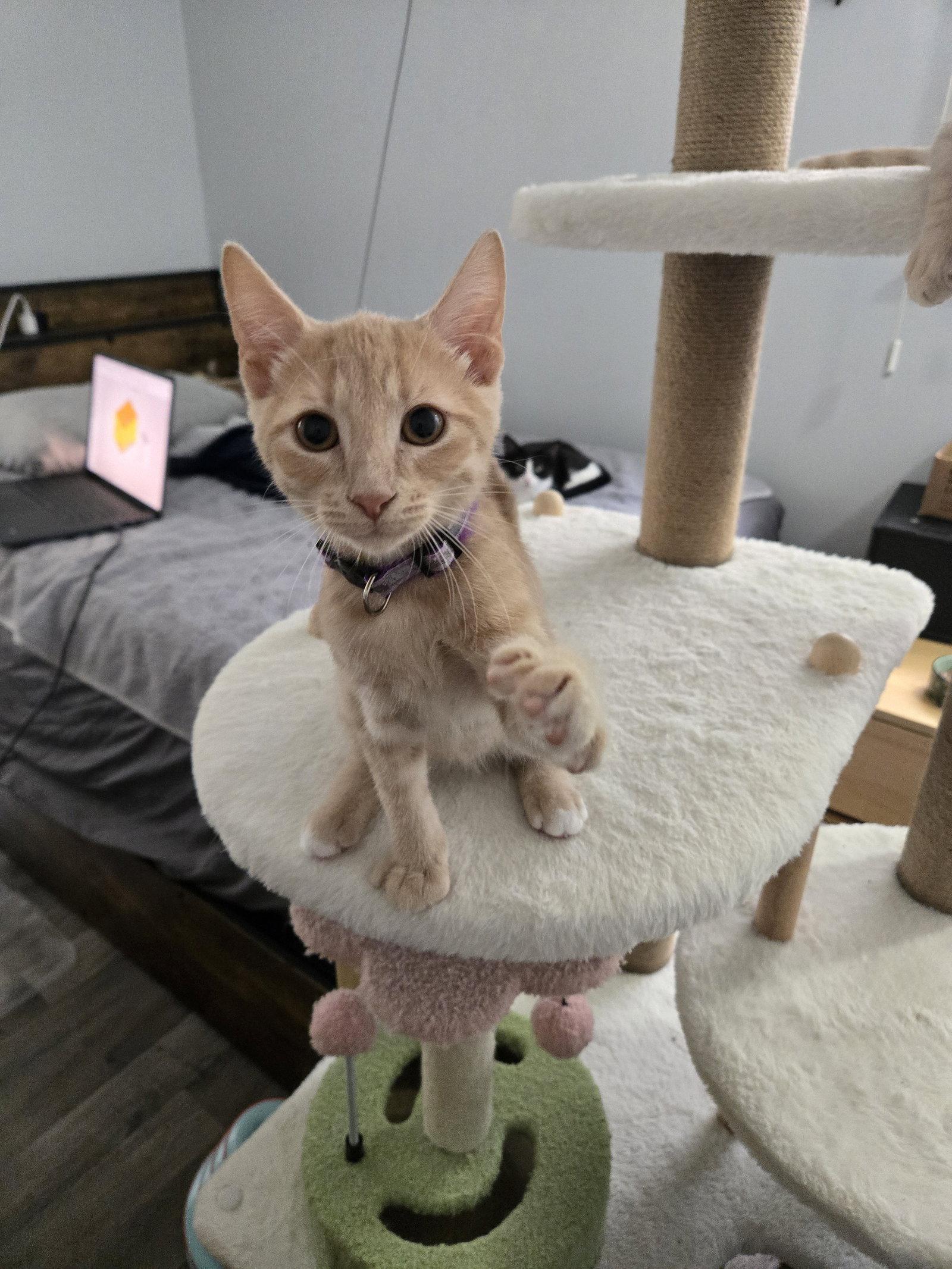 Enlarge Legend, a Adopted Domestic Short Hair in Walled Lake, MI image 3/3