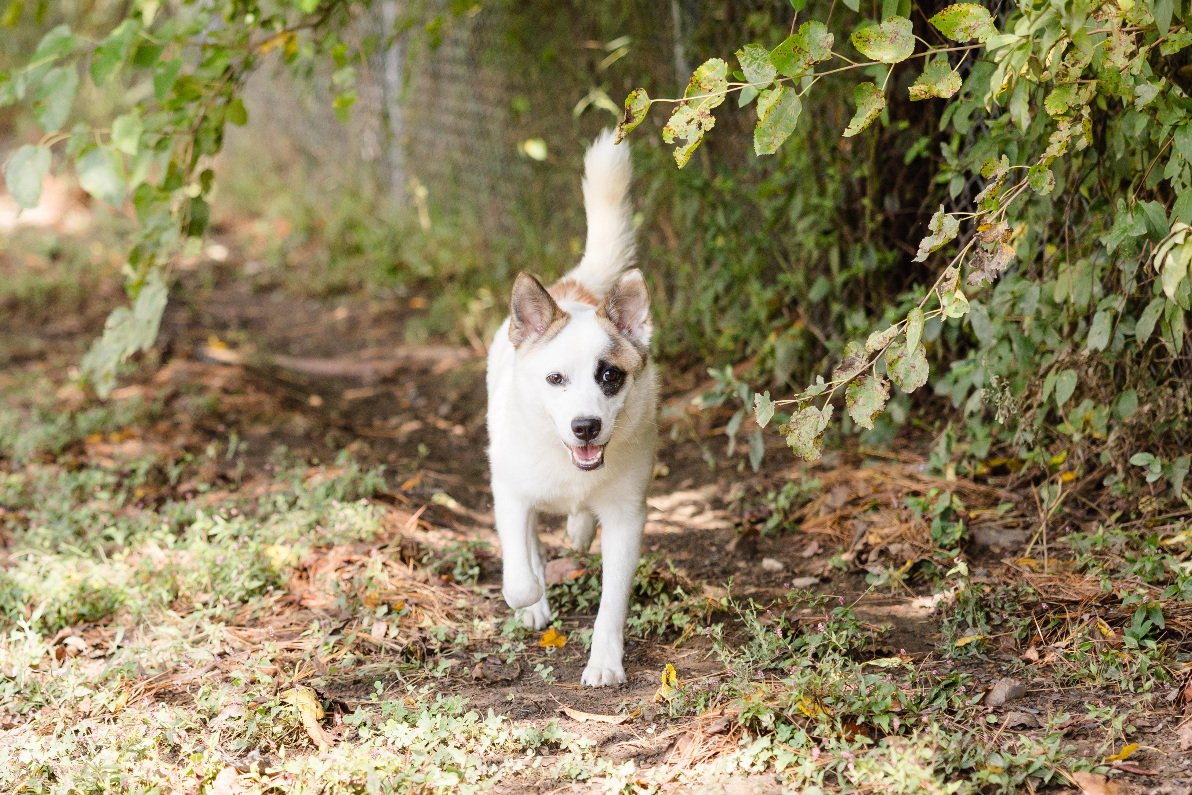 Ollie (White Rabbit), an adoptable Spitz, Australian Cattle Dog / Blue Heeler in Newburgh, IN, 47630 | Photo Image 2