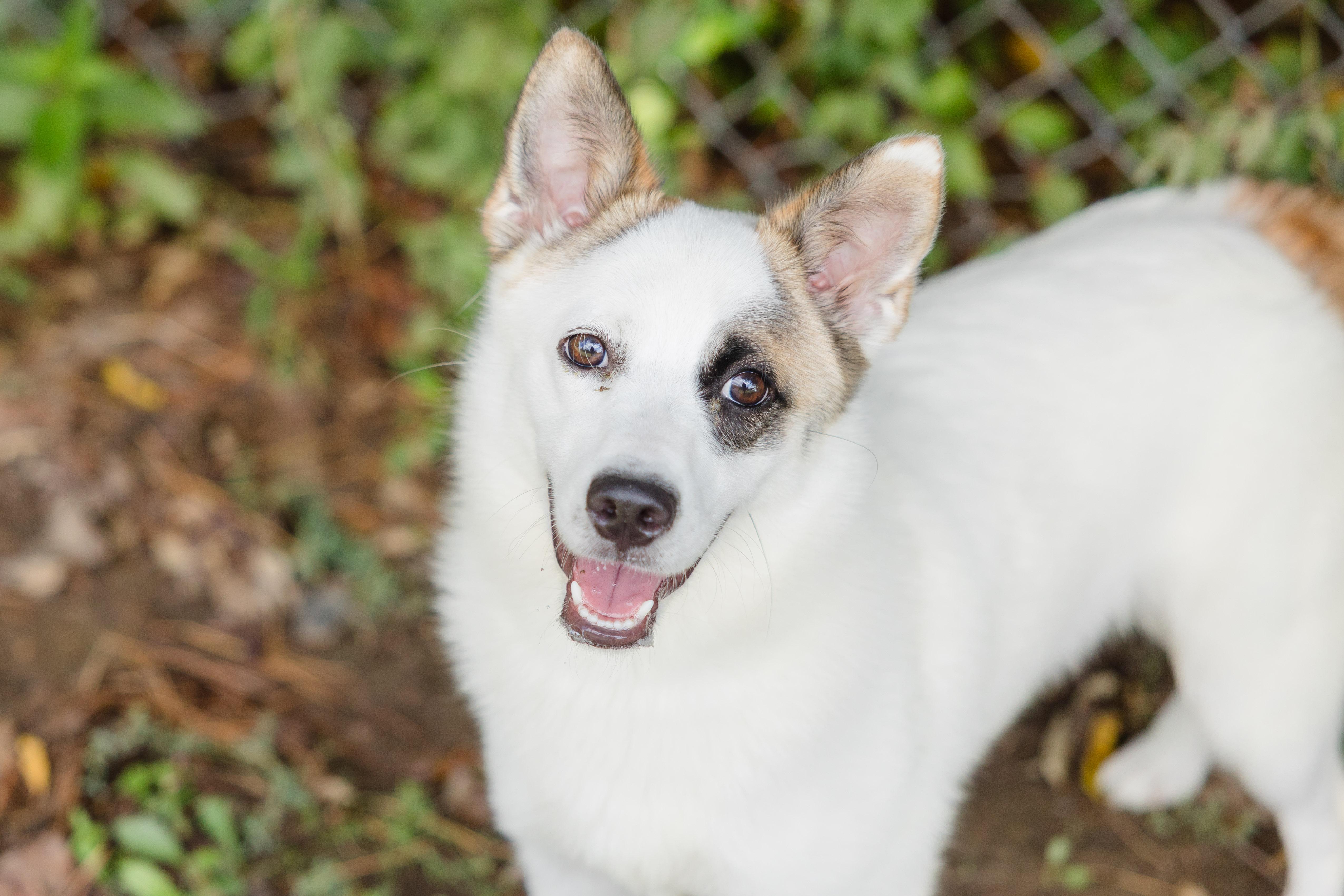 Ollie (White Rabbit), an adoptable Spitz, Australian Cattle Dog / Blue Heeler in Newburgh, IN, 47630 | Photo Image 6