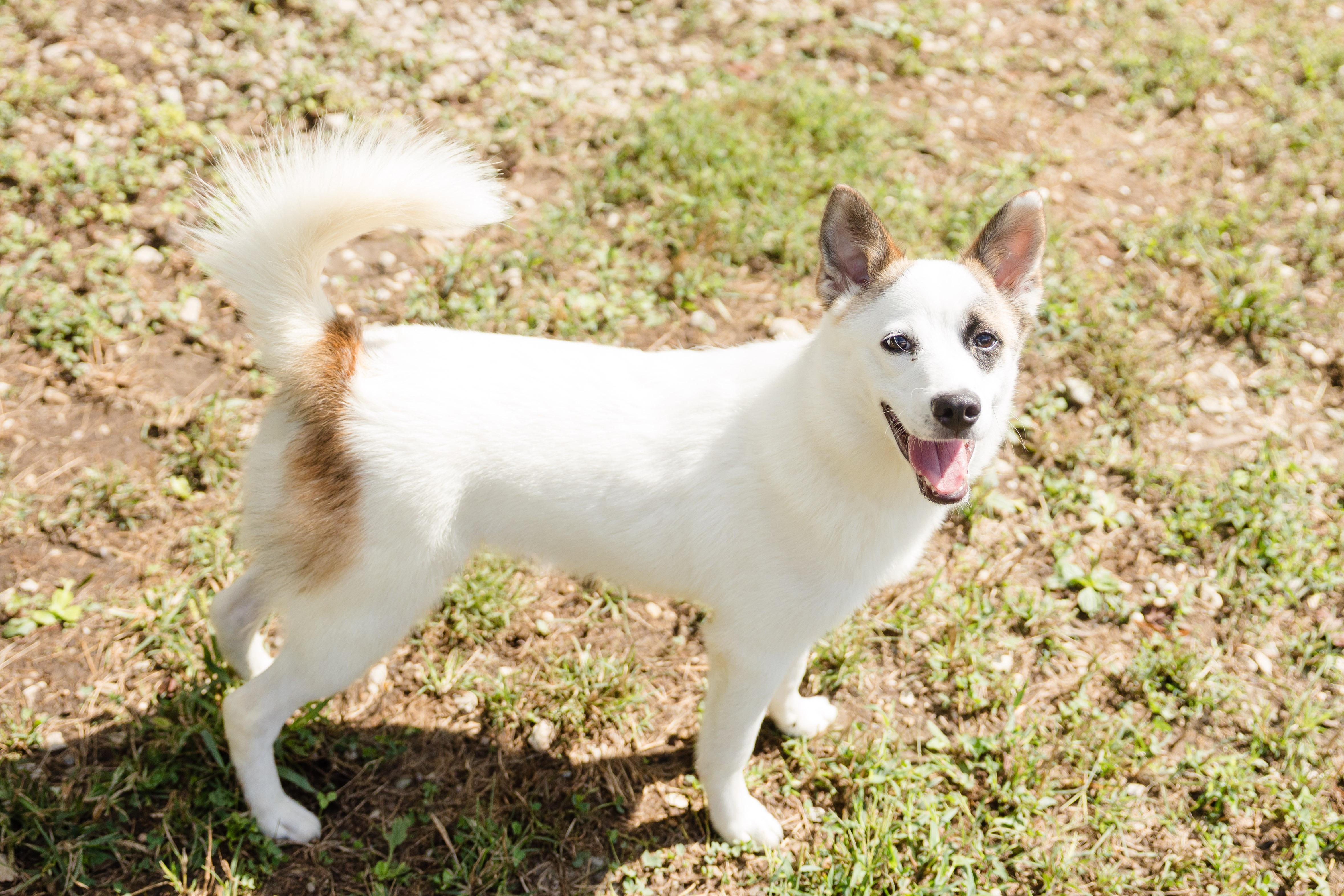 Ollie (White Rabbit), an adoptable Spitz, Australian Cattle Dog / Blue Heeler in Newburgh, IN, 47630 | Photo Image 4