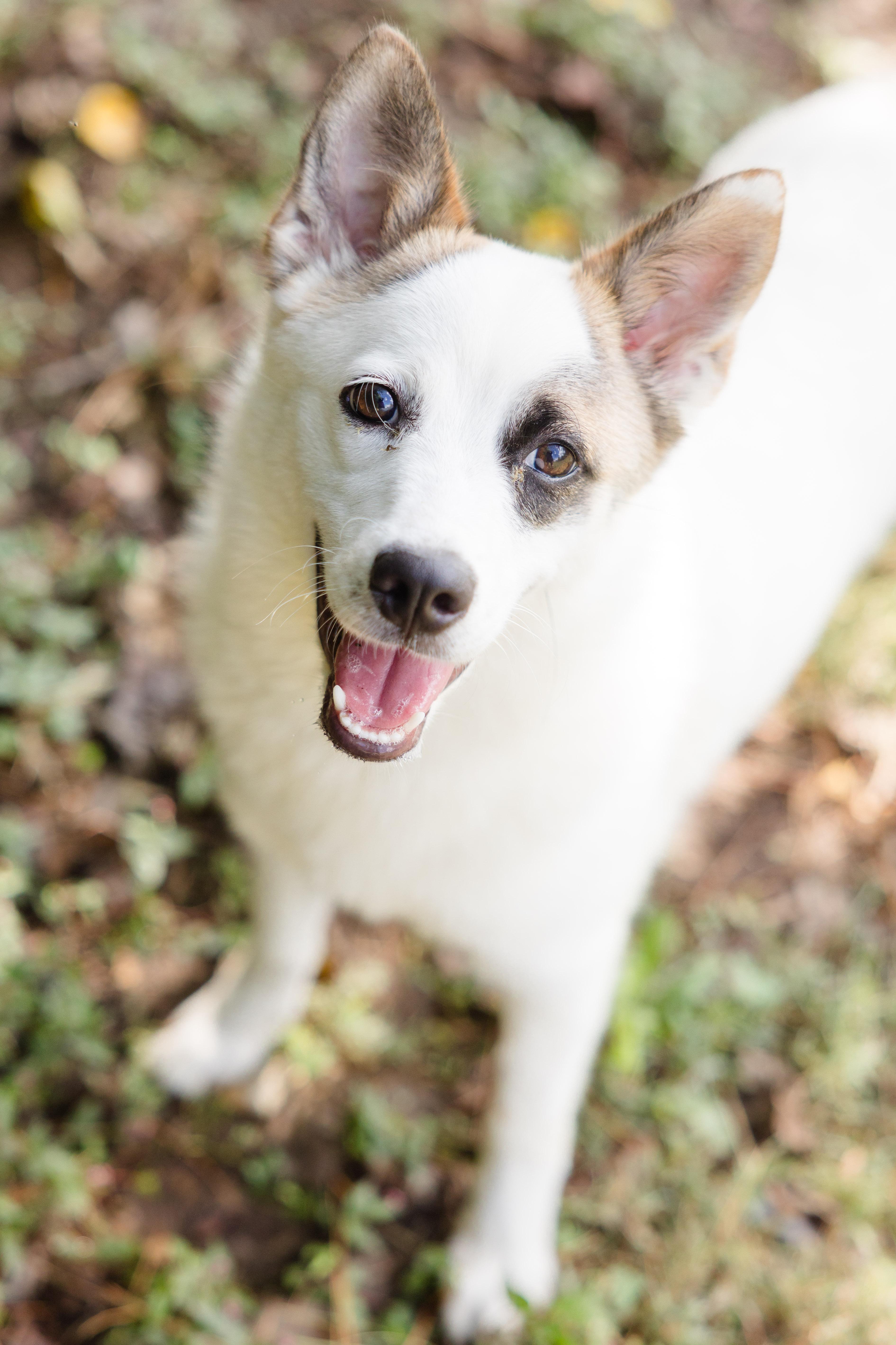 Ollie (White Rabbit), an adoptable Spitz, Australian Cattle Dog / Blue Heeler in Newburgh, IN, 47630 | Photo Image 3