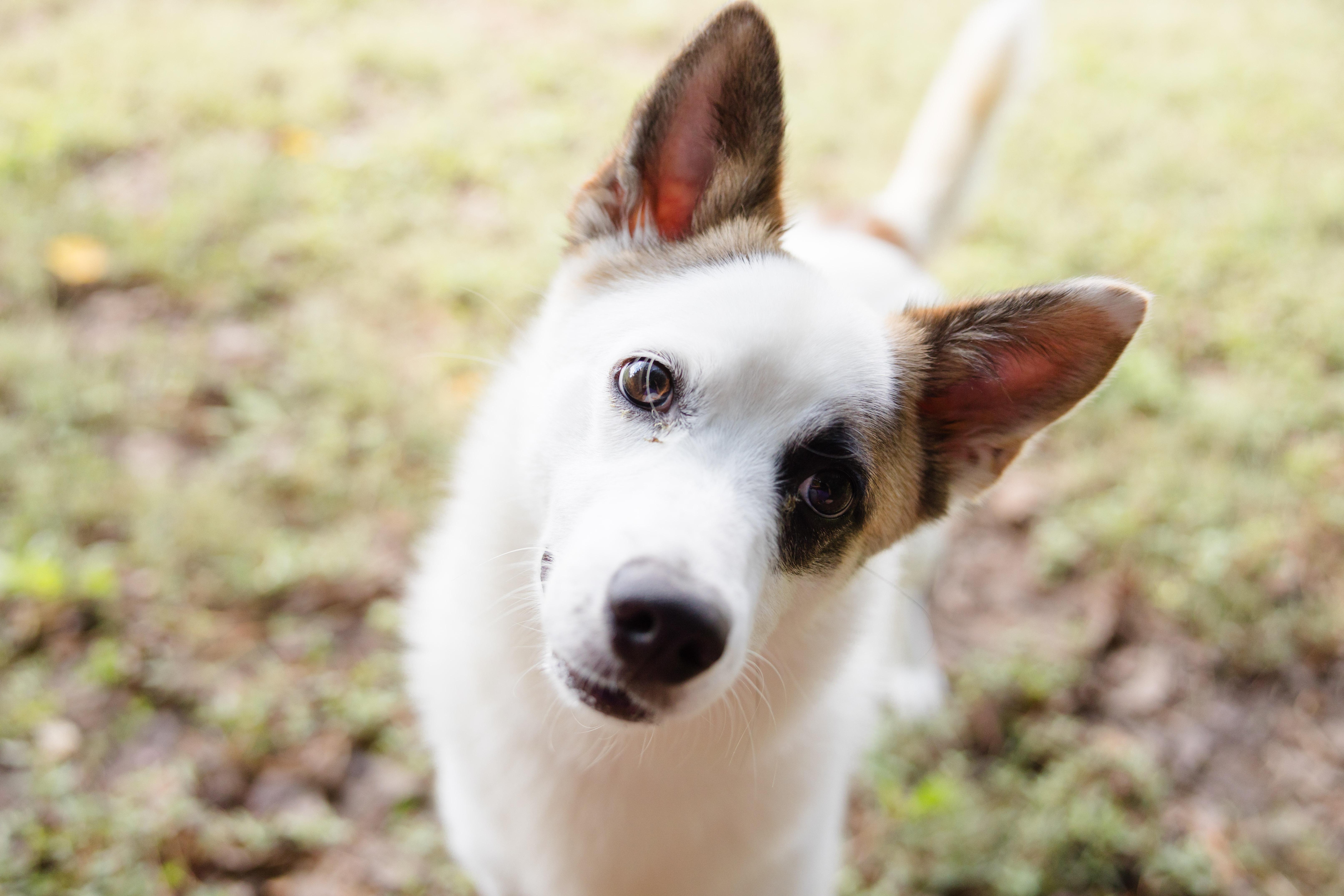 Ollie (White Rabbit), an adoptable Spitz, Australian Cattle Dog / Blue Heeler in Newburgh, IN, 47630 | Photo Image 1