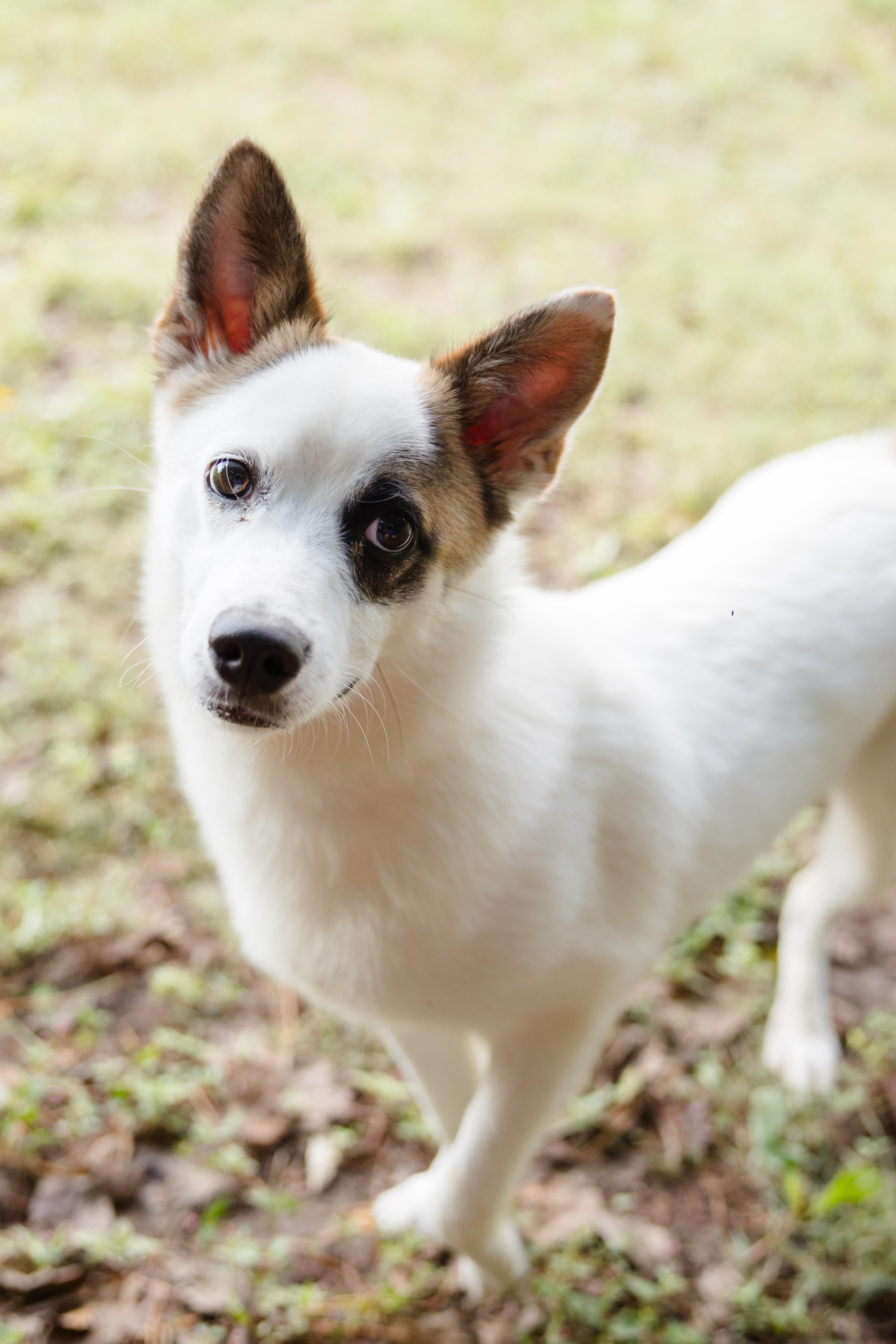 Ollie (White Rabbit), an adoptable Spitz, Australian Cattle Dog / Blue Heeler in Newburgh, IN, 47630 | Photo Image 5
