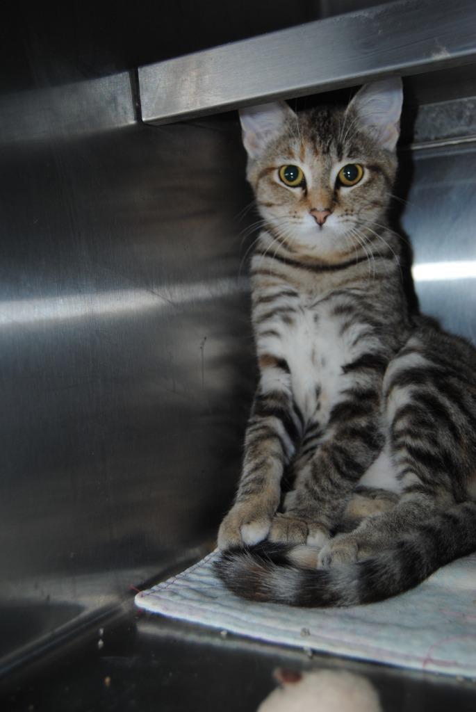 5677 Alamo cat, Adoptable, Young Female Domestic Short Hair.