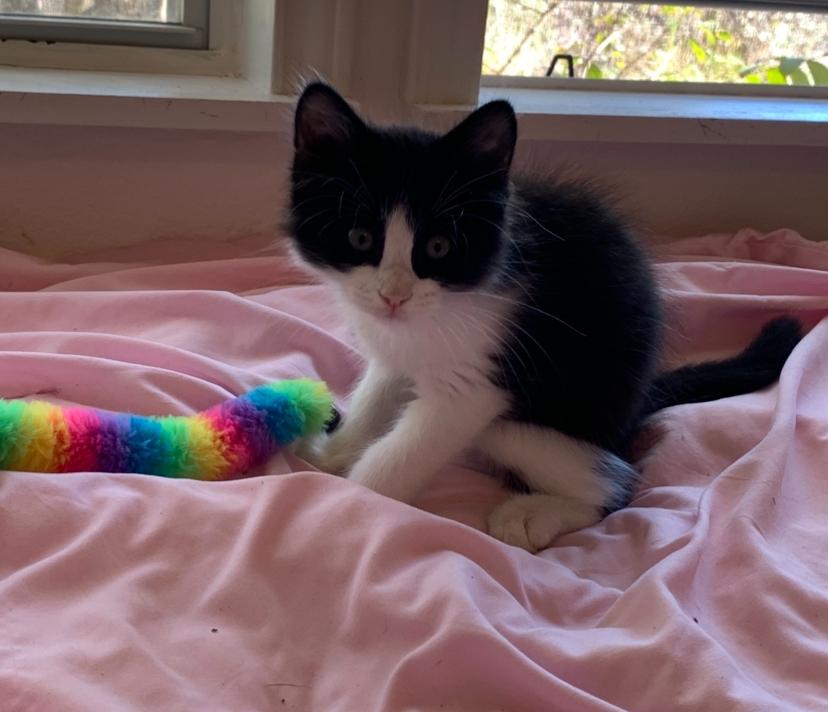 Enlarge Remy, an adopted Domestic Medium Hair in san antonio, TX image 1/6