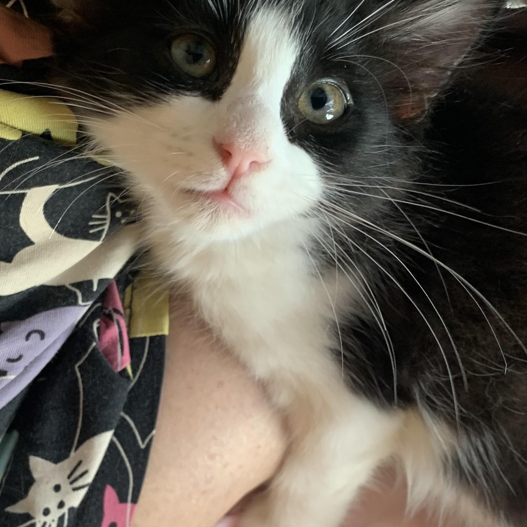 Enlarge Remy, an adopted Domestic Medium Hair in san antonio, TX image 2/6