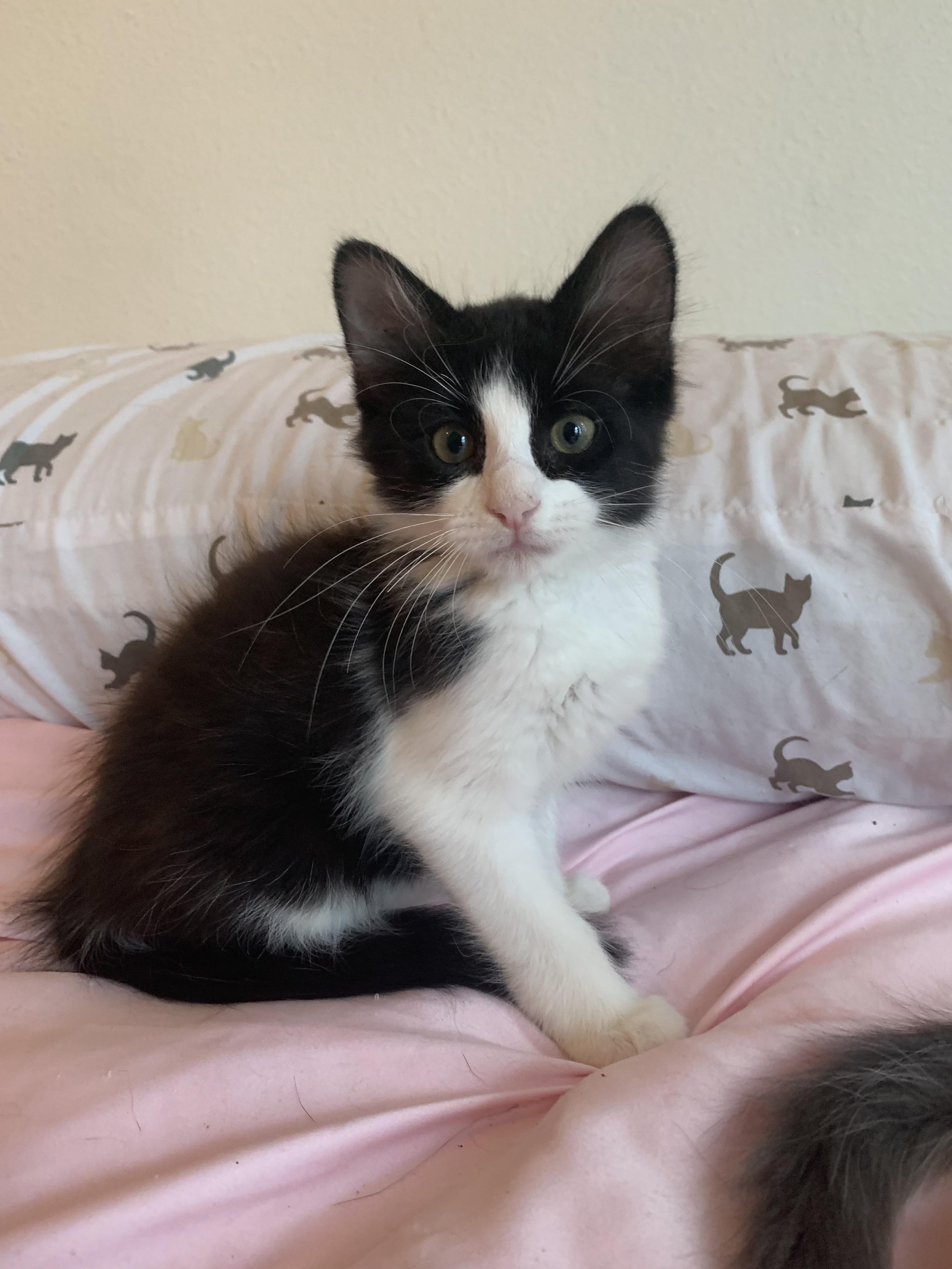 Enlarge Remy, an adopted Domestic Medium Hair in san antonio, TX image 6/6