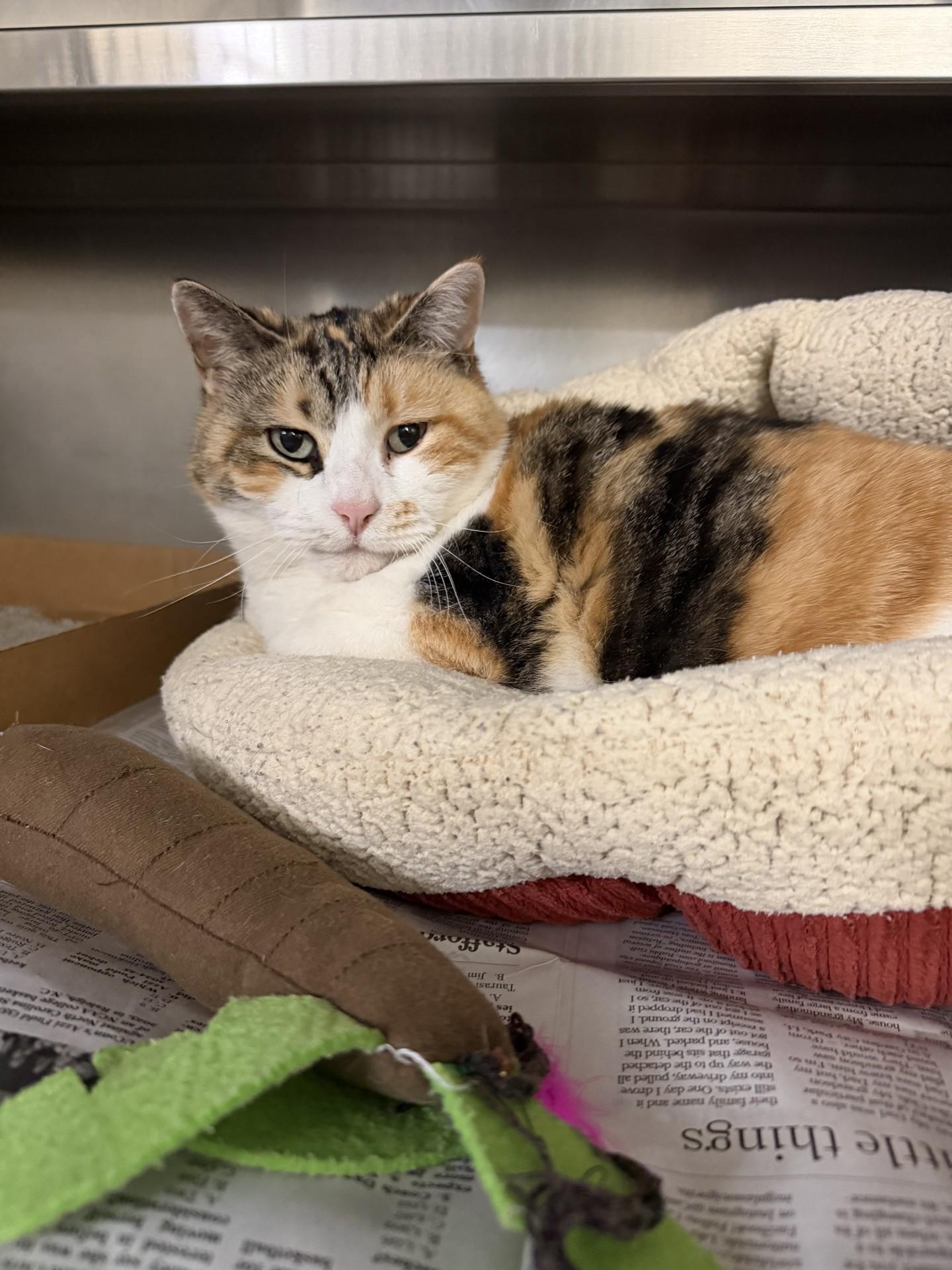 Lucy, adopted, Senior Female Domestic Short Hair.