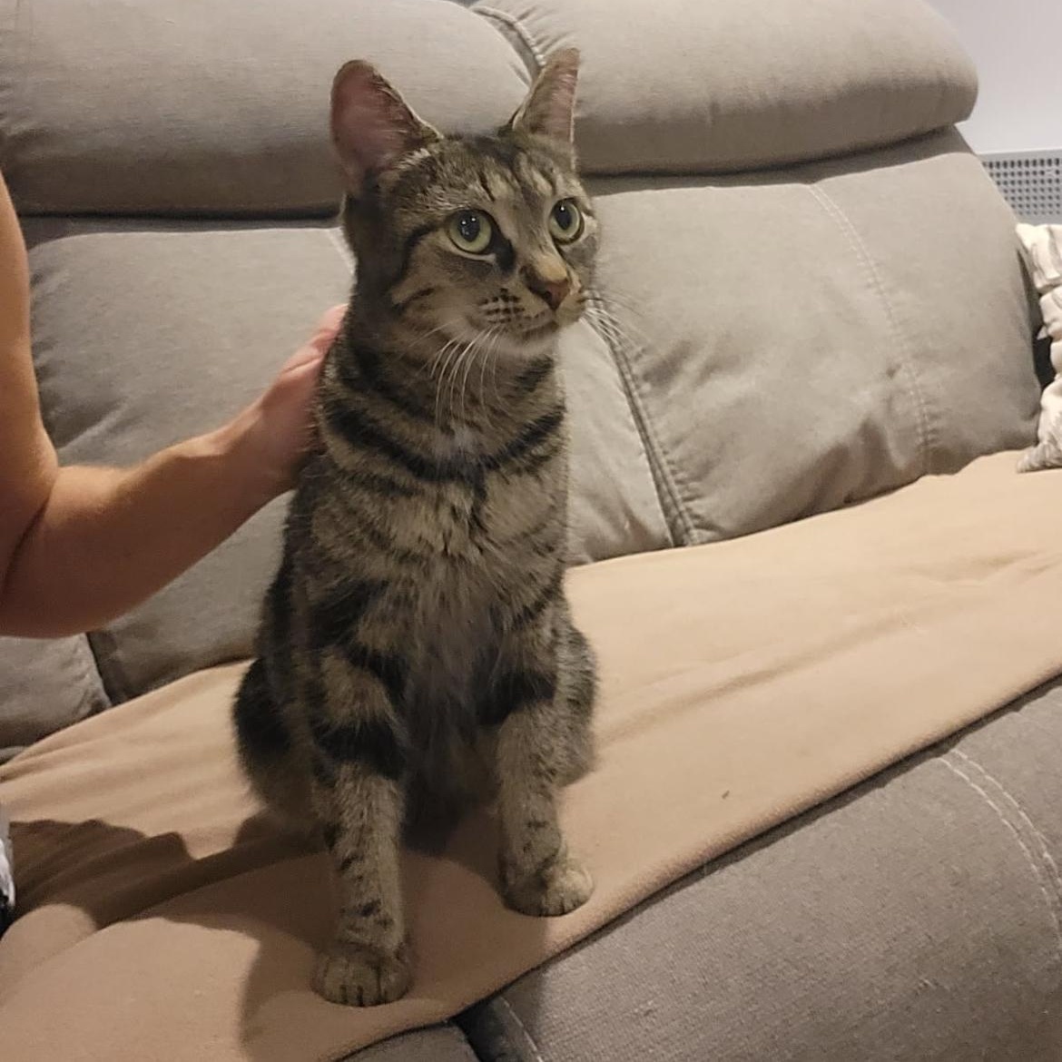 Libellule , ADOPTABLE, Young Female Domestic Short Hair.