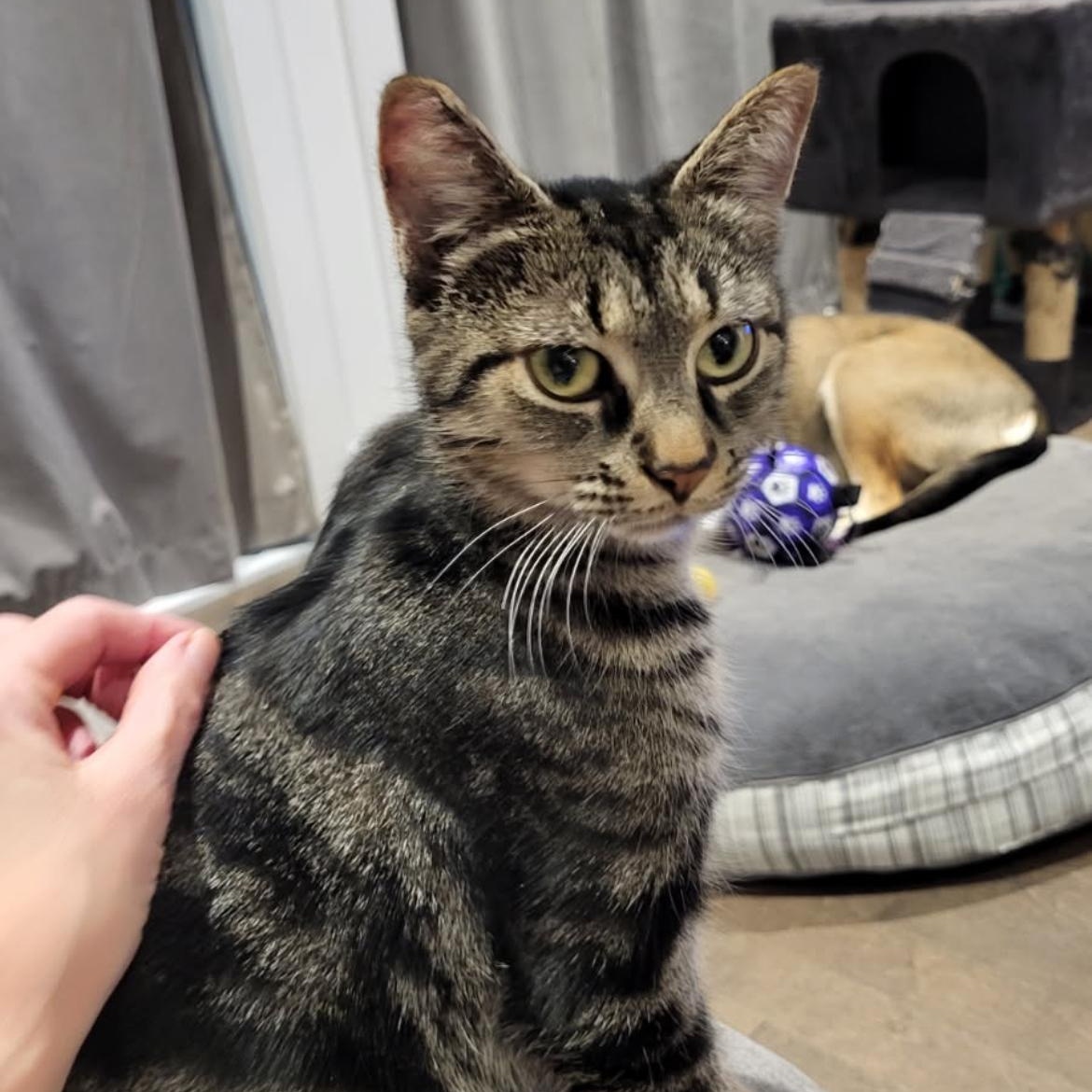 Enlarge Libellule , a ADOPTABLE Domestic Short Hair in Saint-Jacques, QC image 3/4