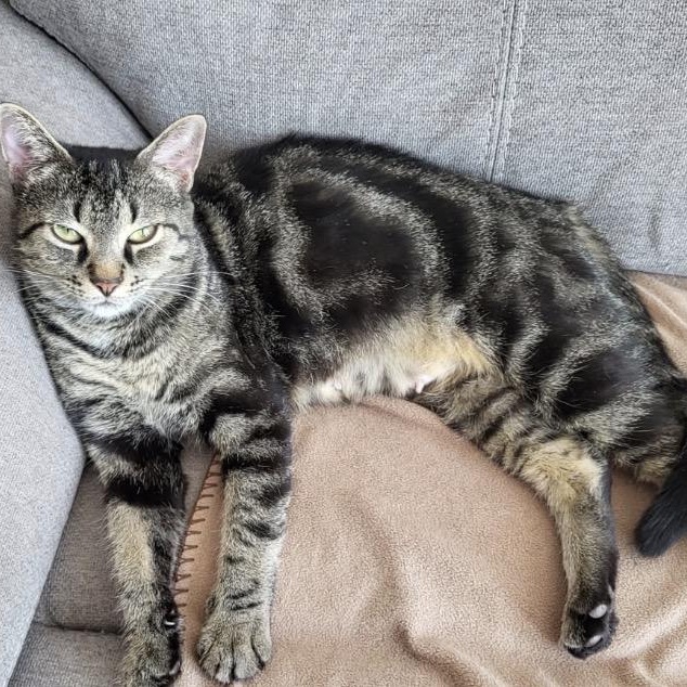 Enlarge Libellule , a ADOPTABLE Domestic Short Hair in Saint-Jacques, QC image 2/4