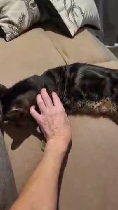 Enlarge Libellule , a ADOPTABLE Domestic Short Hair in Saint-Jacques, QC video 4/4