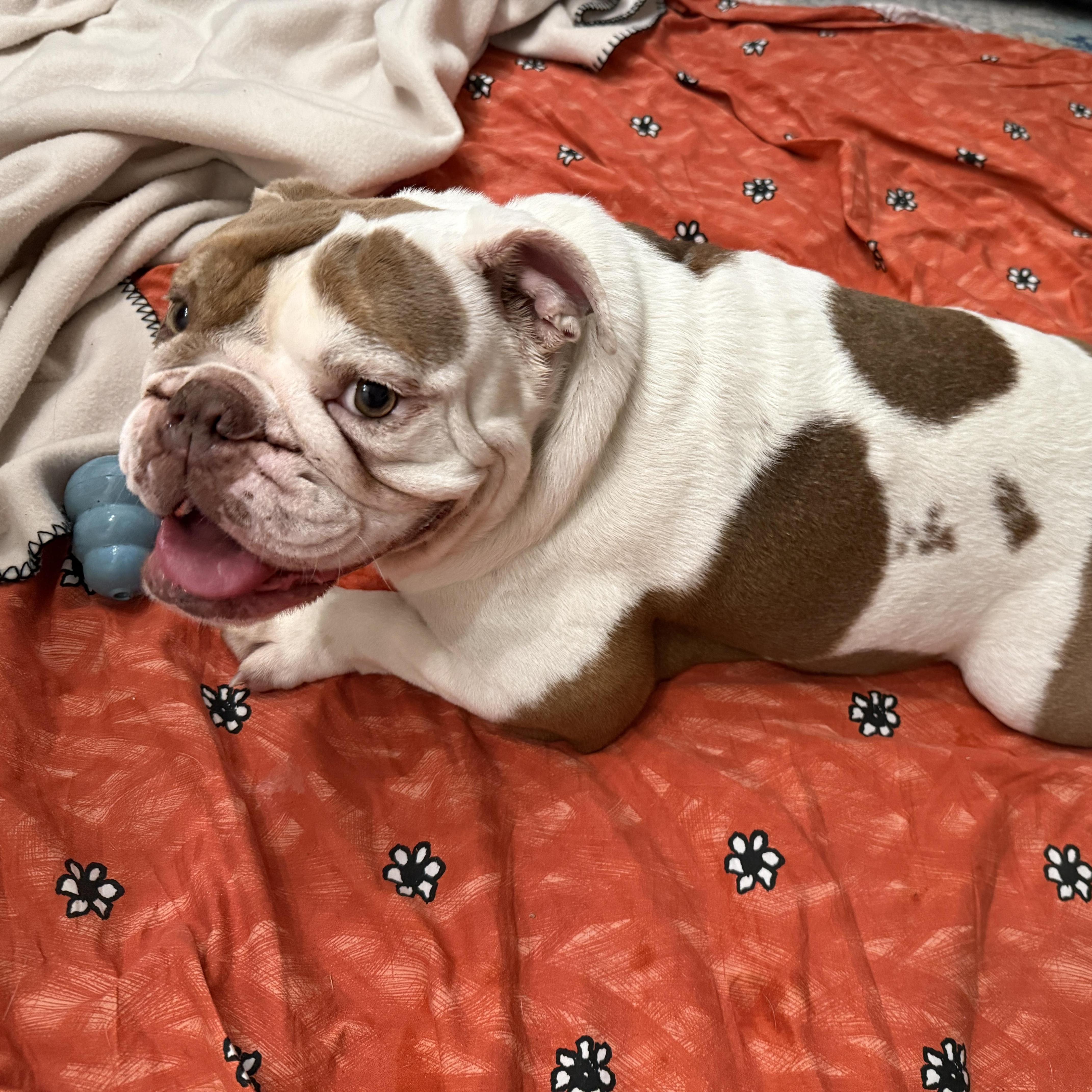 Enlarge BOBA, a ADOPTABLE English Bulldog in San Jose, CA image 2/3