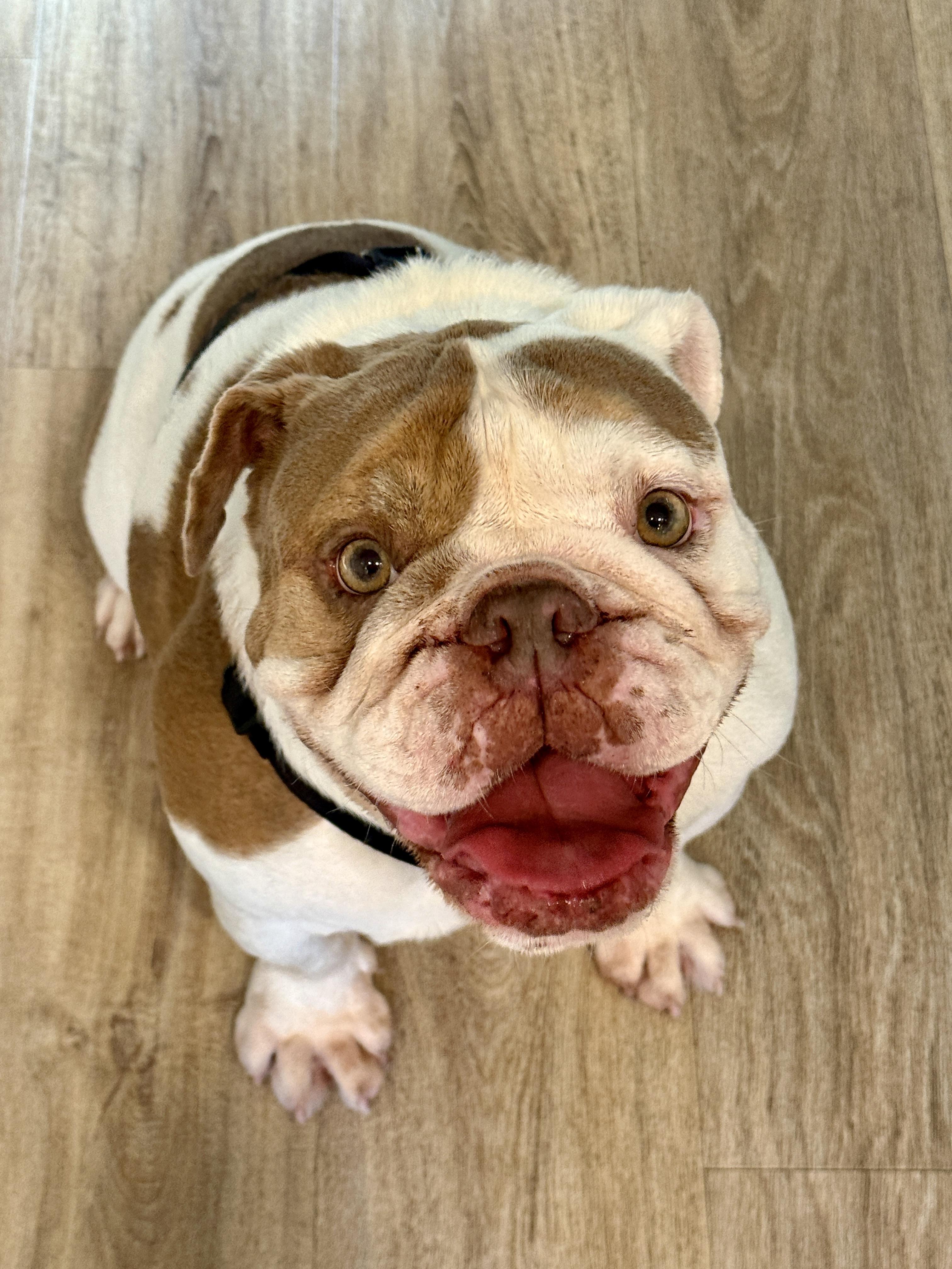 BOBA, ADOPTABLE, Adult Male English Bulldog.
