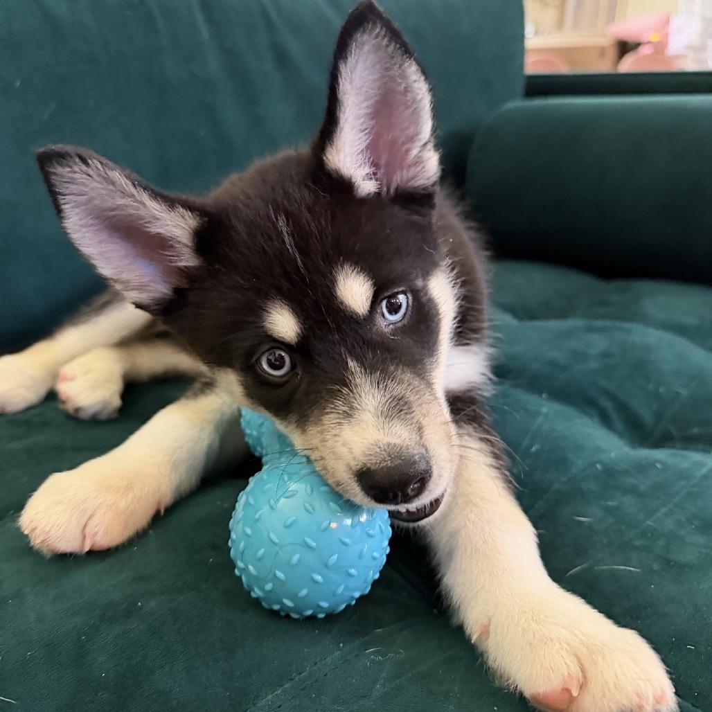 Diesel, Adoptable, Puppy Male Husky.