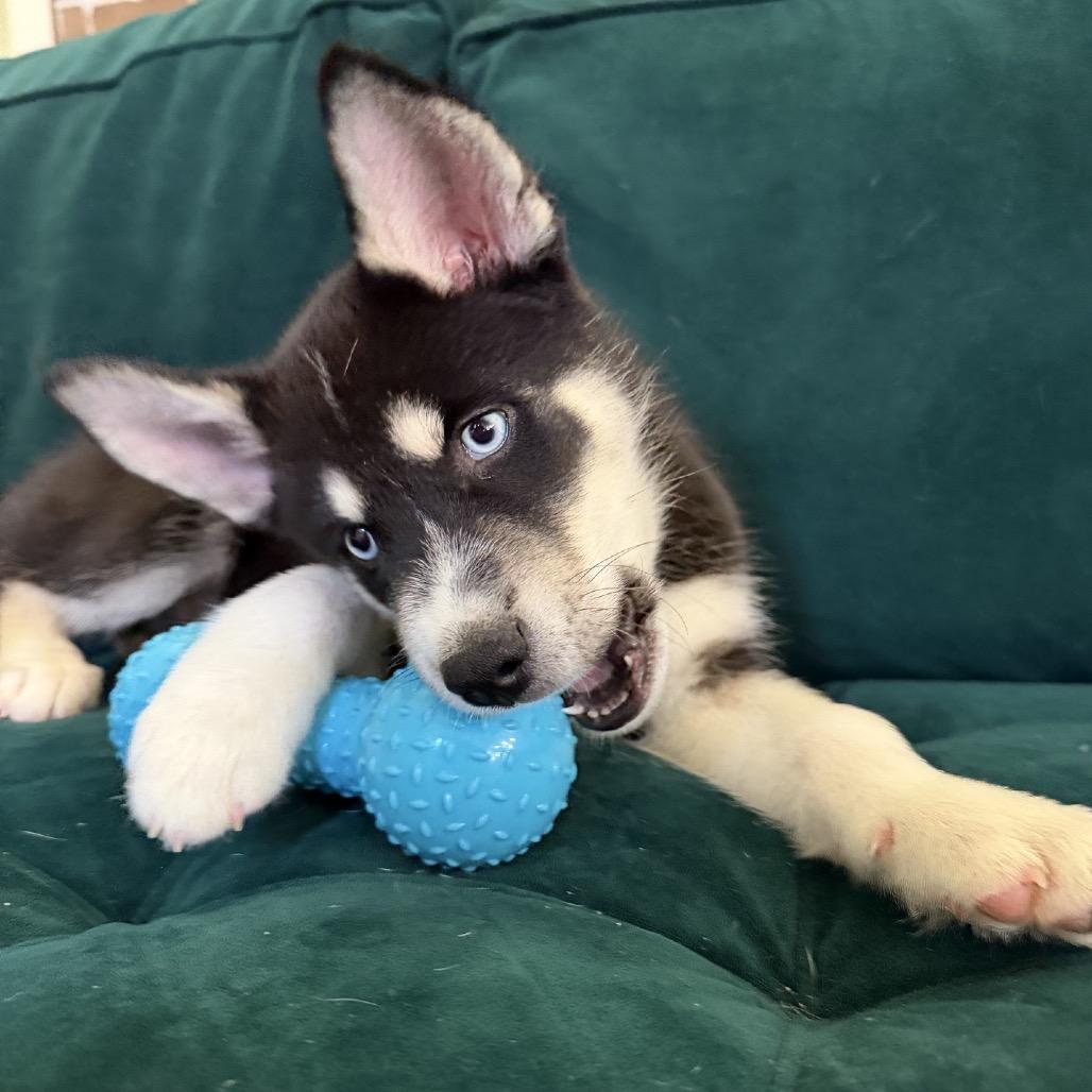 Enlarge Diesel, a Adoptable Husky in Baton Rouge, LA image 2/5