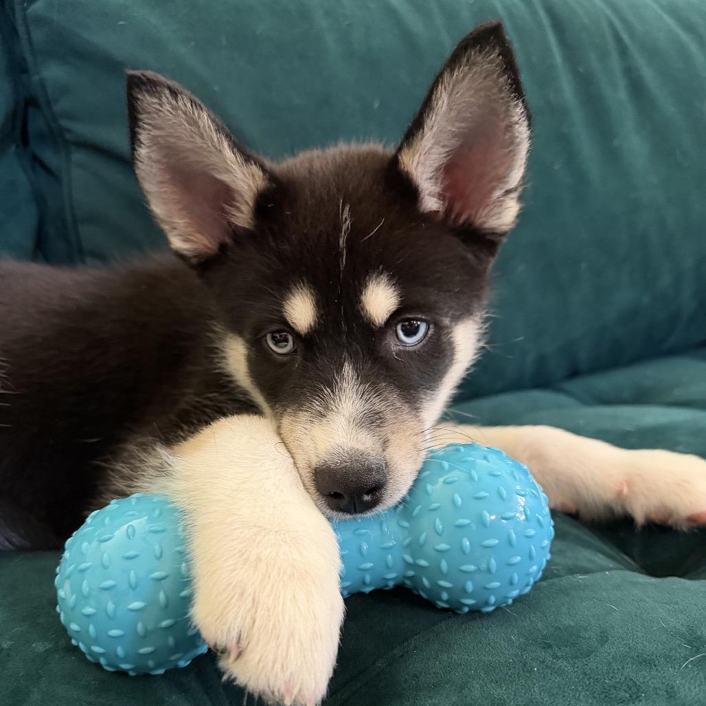 Enlarge Diesel, a Adoptable Husky in Baton Rouge, LA image 3/5