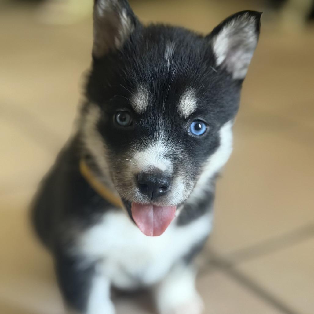Enlarge Diesel, a Adoptable Husky in Baton Rouge, LA image 4/5
