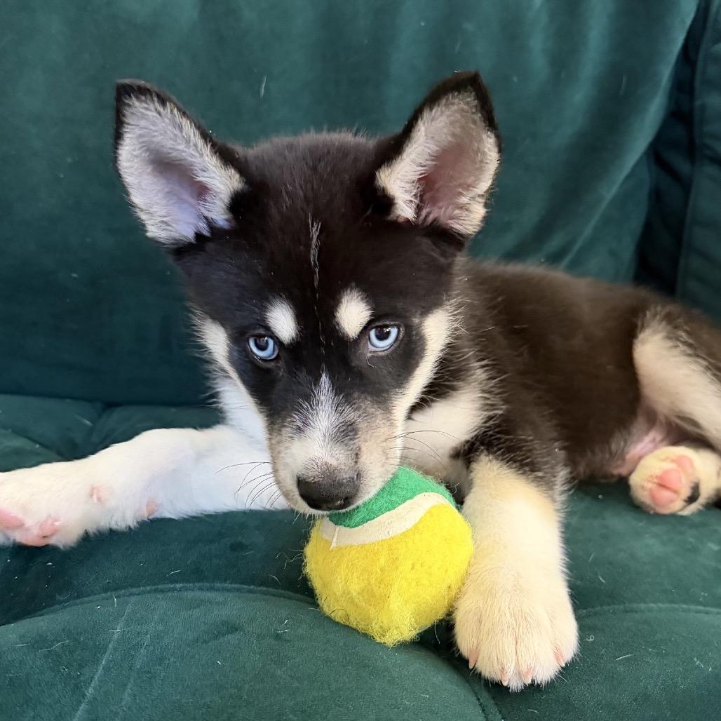 Enlarge Diesel, a Adoptable Husky in Baton Rouge, LA image 5/5