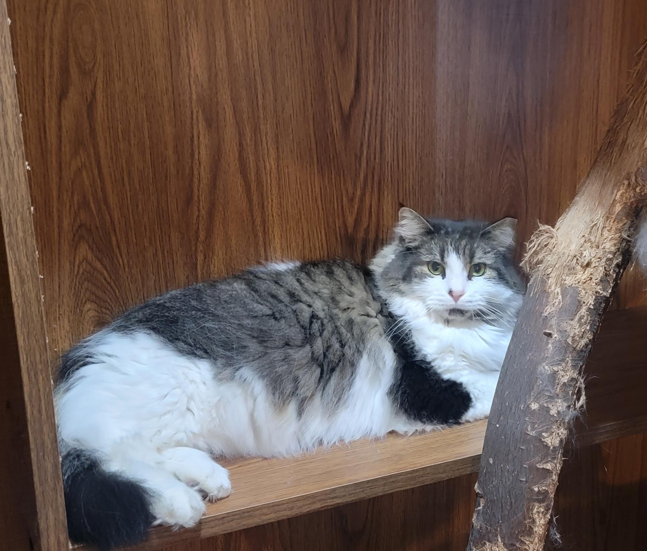 Enlarge Rico- SCROLL DOWN- READ ALL, a Adopted Domestic Long Hair in Rockford, IL image 1/4