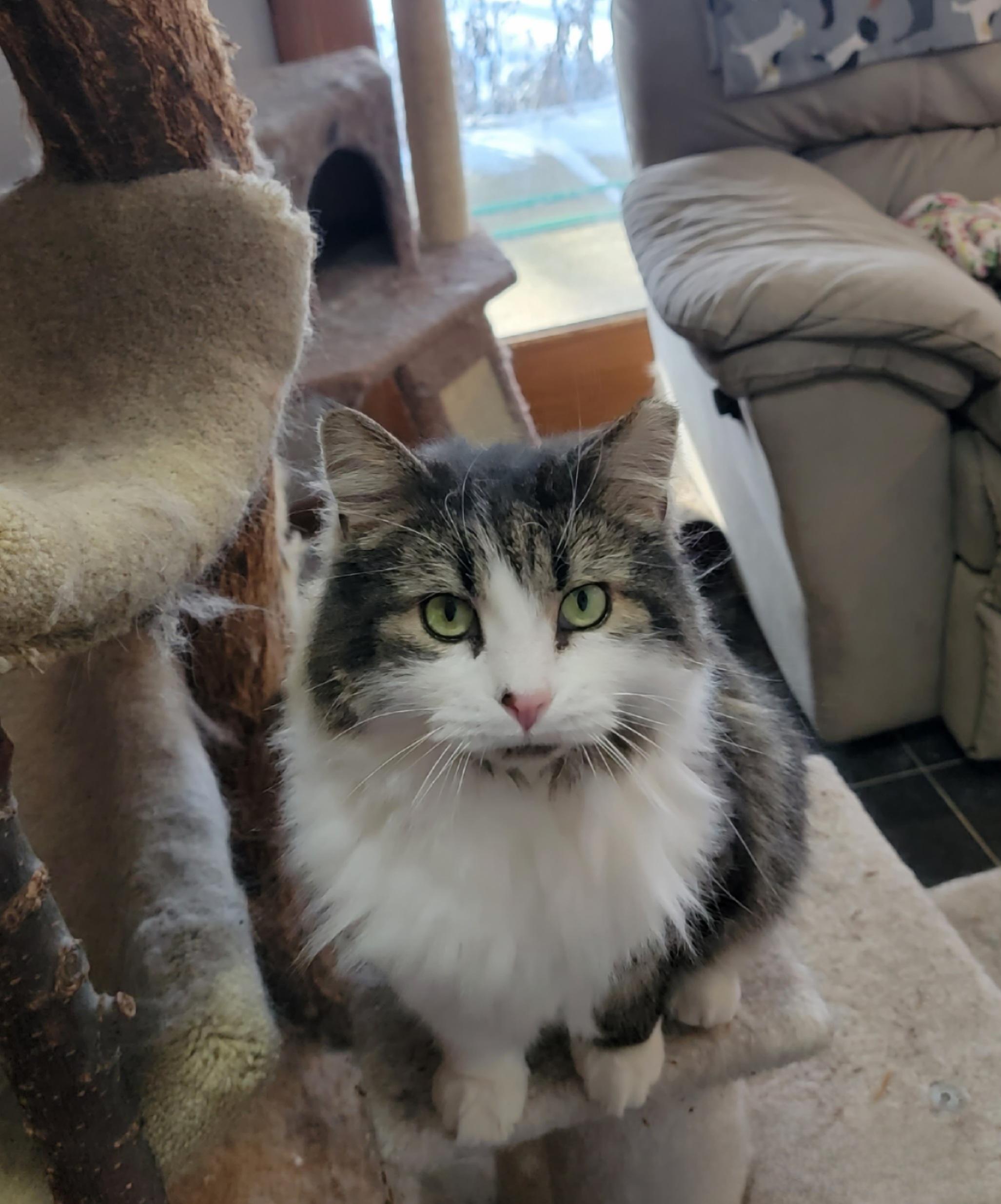 Enlarge Rico- SCROLL DOWN- READ ALL, a Adopted Domestic Long Hair in Rockford, IL image 2/4