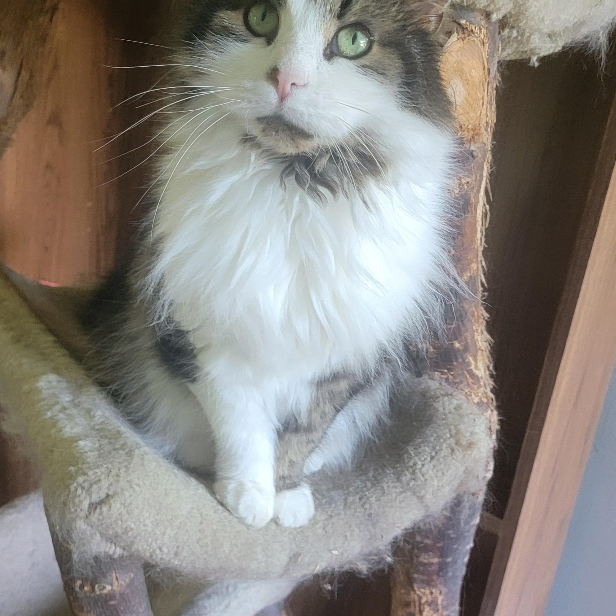 Enlarge Rico- SCROLL DOWN- READ ALL, a Adopted Domestic Long Hair in Rockford, IL image 3/4