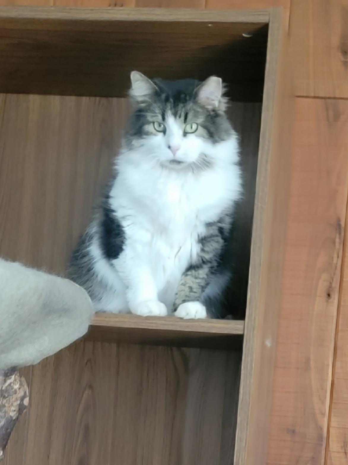 Enlarge Rico- SCROLL DOWN- READ ALL, a Adopted Domestic Long Hair in Rockford, IL image 4/4