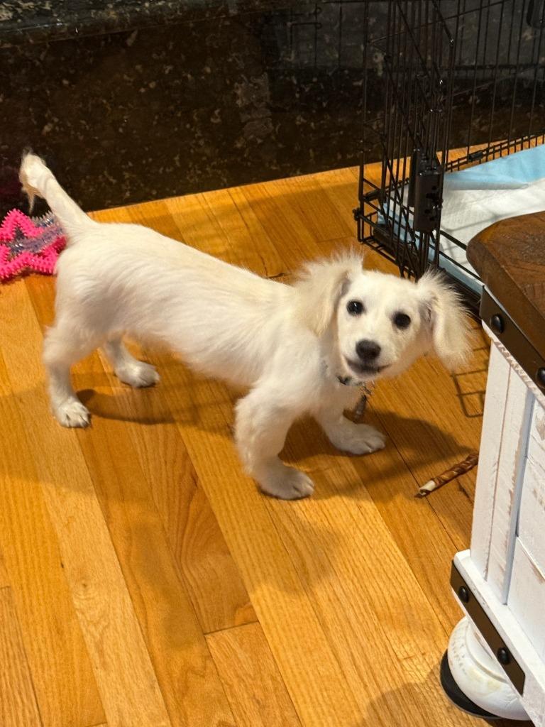 Enlarge Winston, a Adoptable mixed breed in West Bloomfield, MI image 1/5