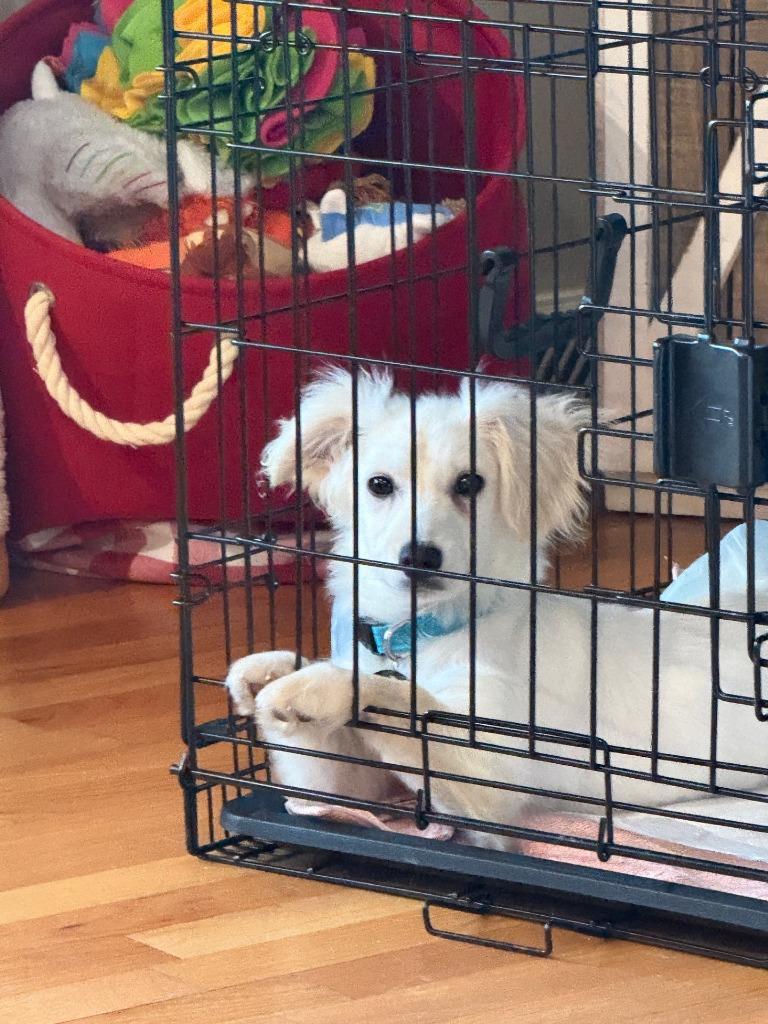 Enlarge Winston, a Adoptable mixed breed in West Bloomfield, MI image 2/5