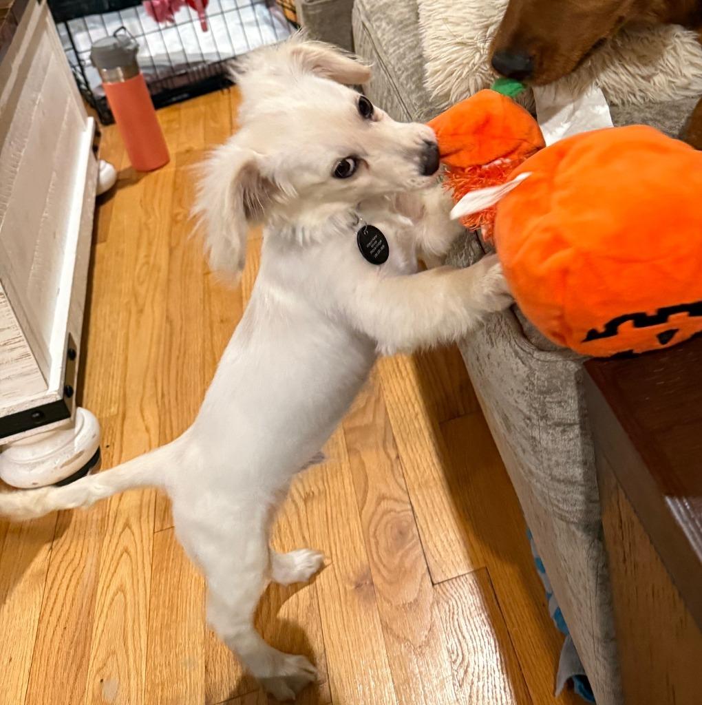 Enlarge Winston, a Adoptable mixed breed in West Bloomfield, MI image 3/5