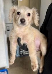 Enlarge Winston, a Adoptable mixed breed in West Bloomfield, MI image 4/5