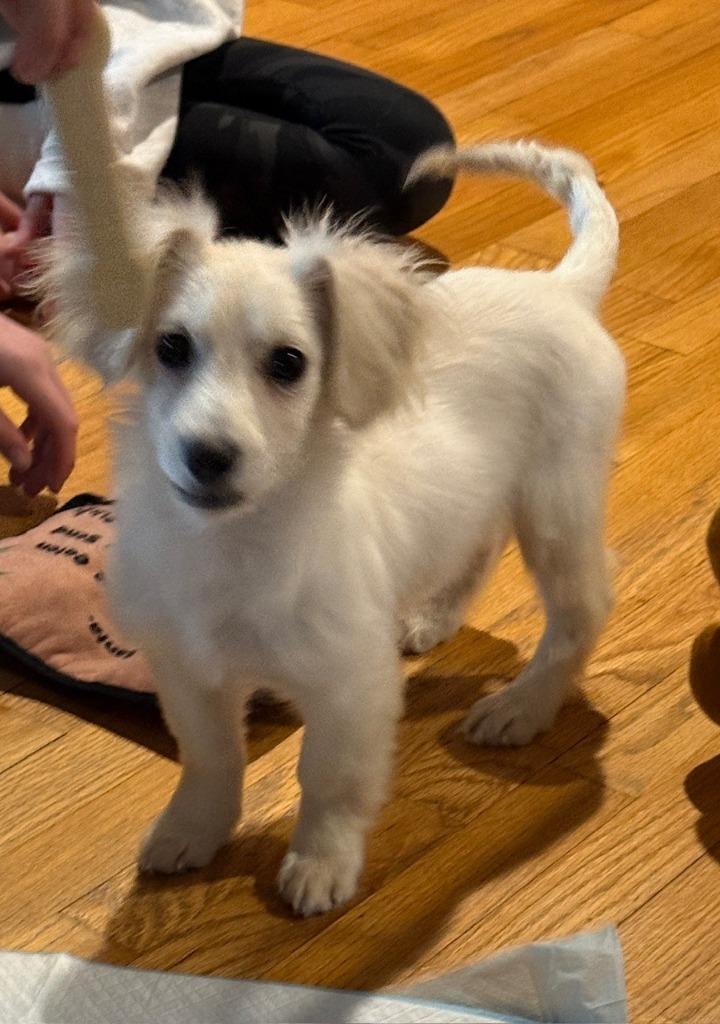 Enlarge Winston, a Adoptable mixed breed in West Bloomfield, MI image 5/5