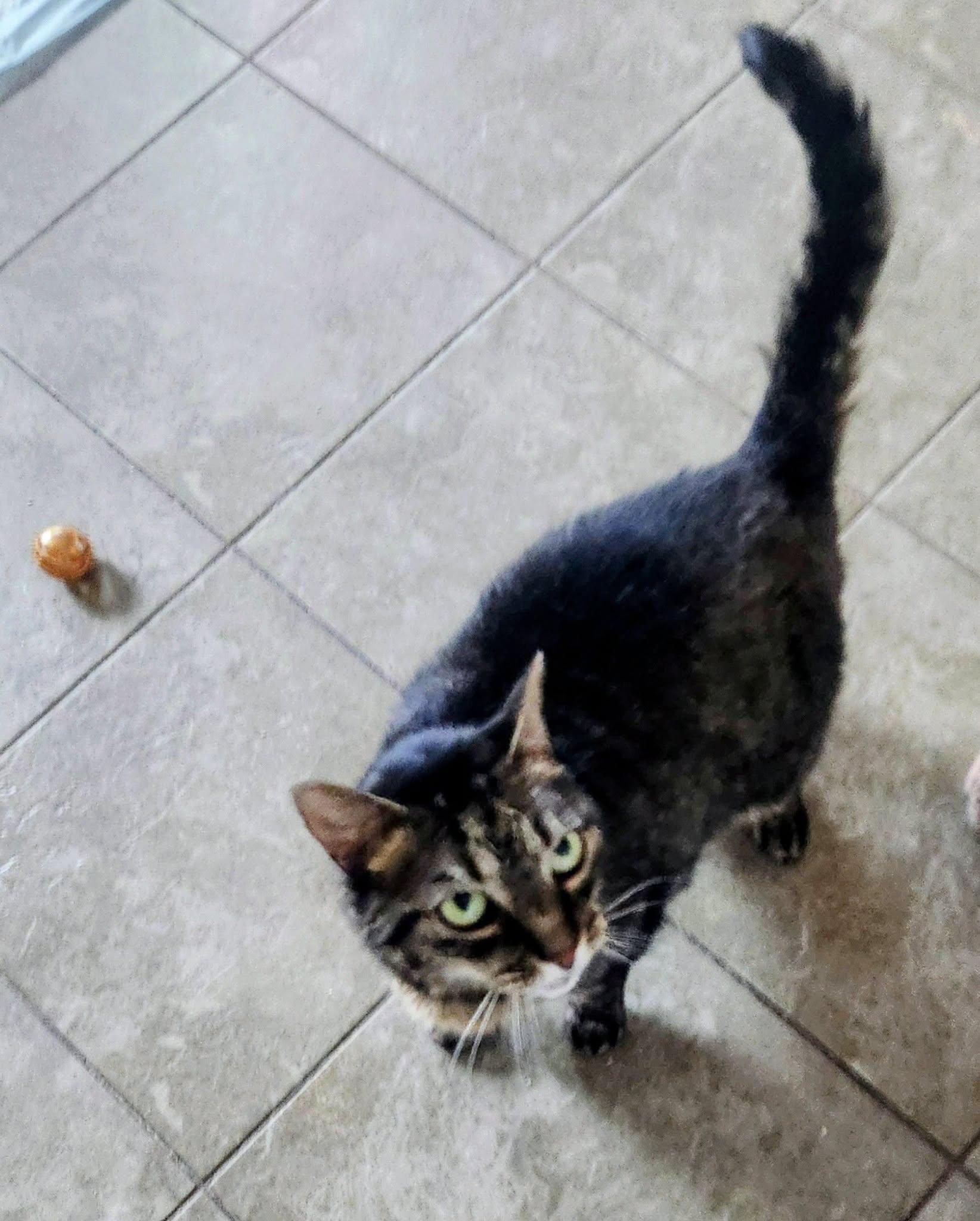 Valentine, ADOPTABLE, Adult Female Domestic Short Hair.