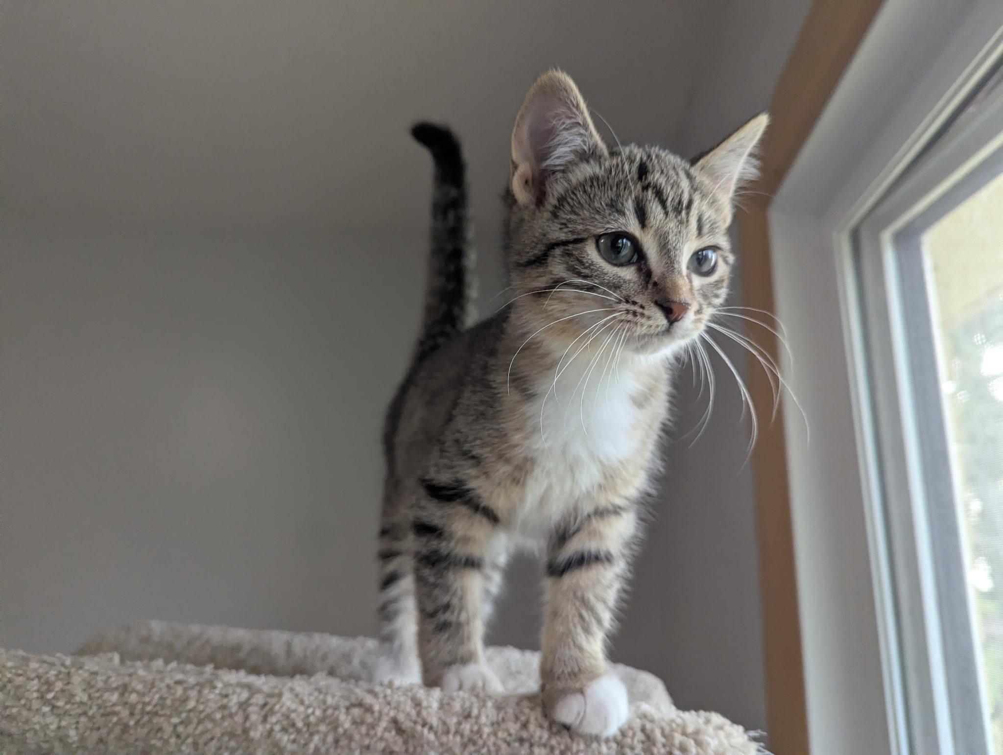 Zyla, adopted, Young Female Tabby.