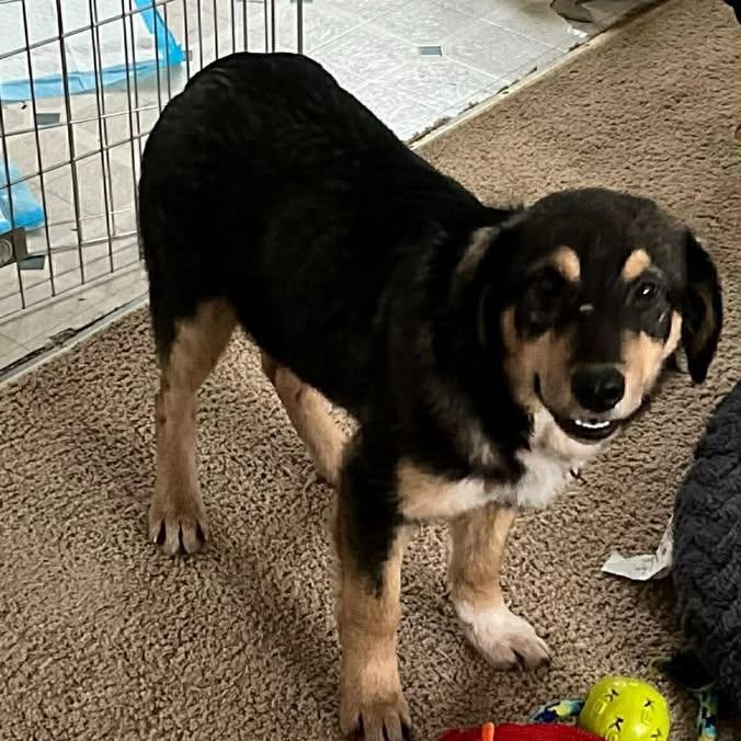 Reggie (20260210-02) — thumbnail 2