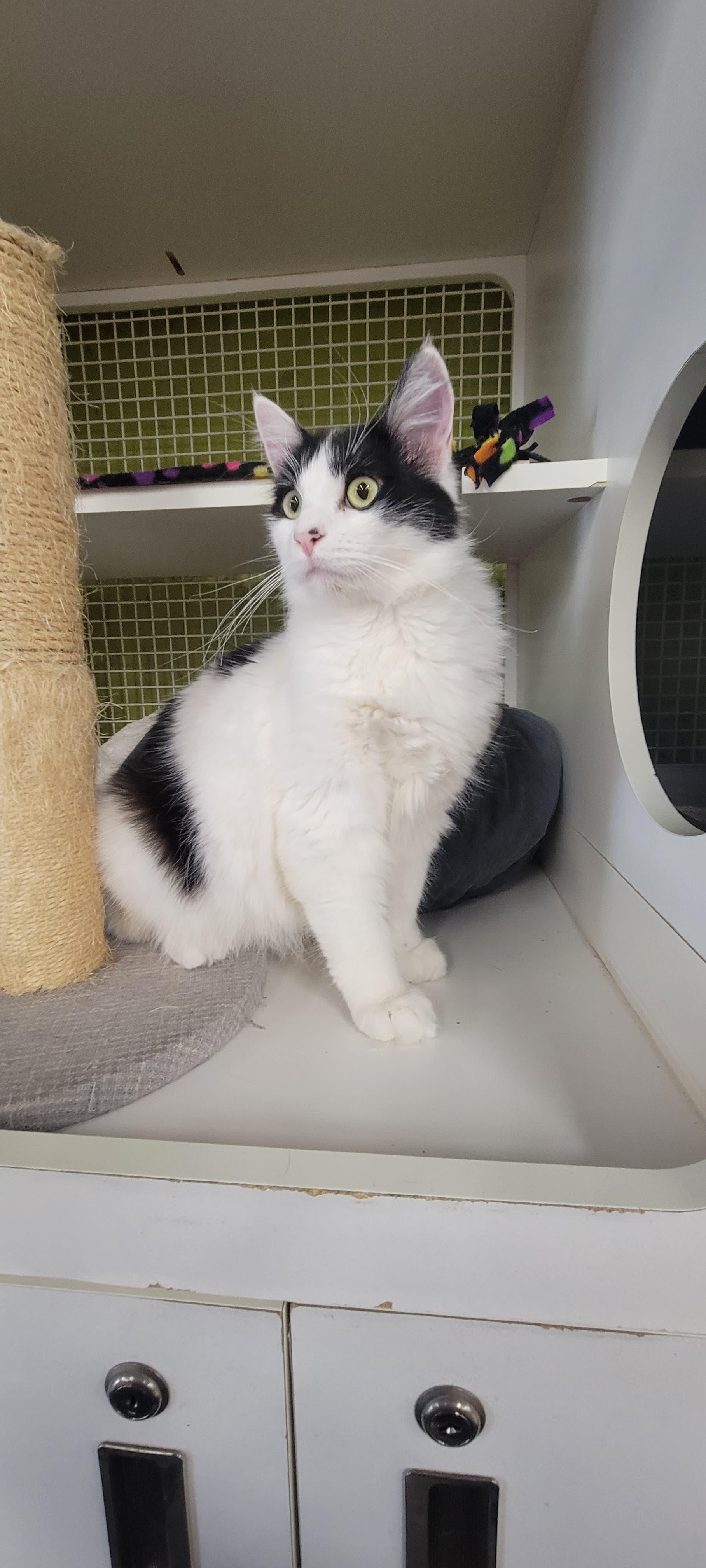 Cow - A Purrect Friend, adopted, Adult Male Tuxedo.