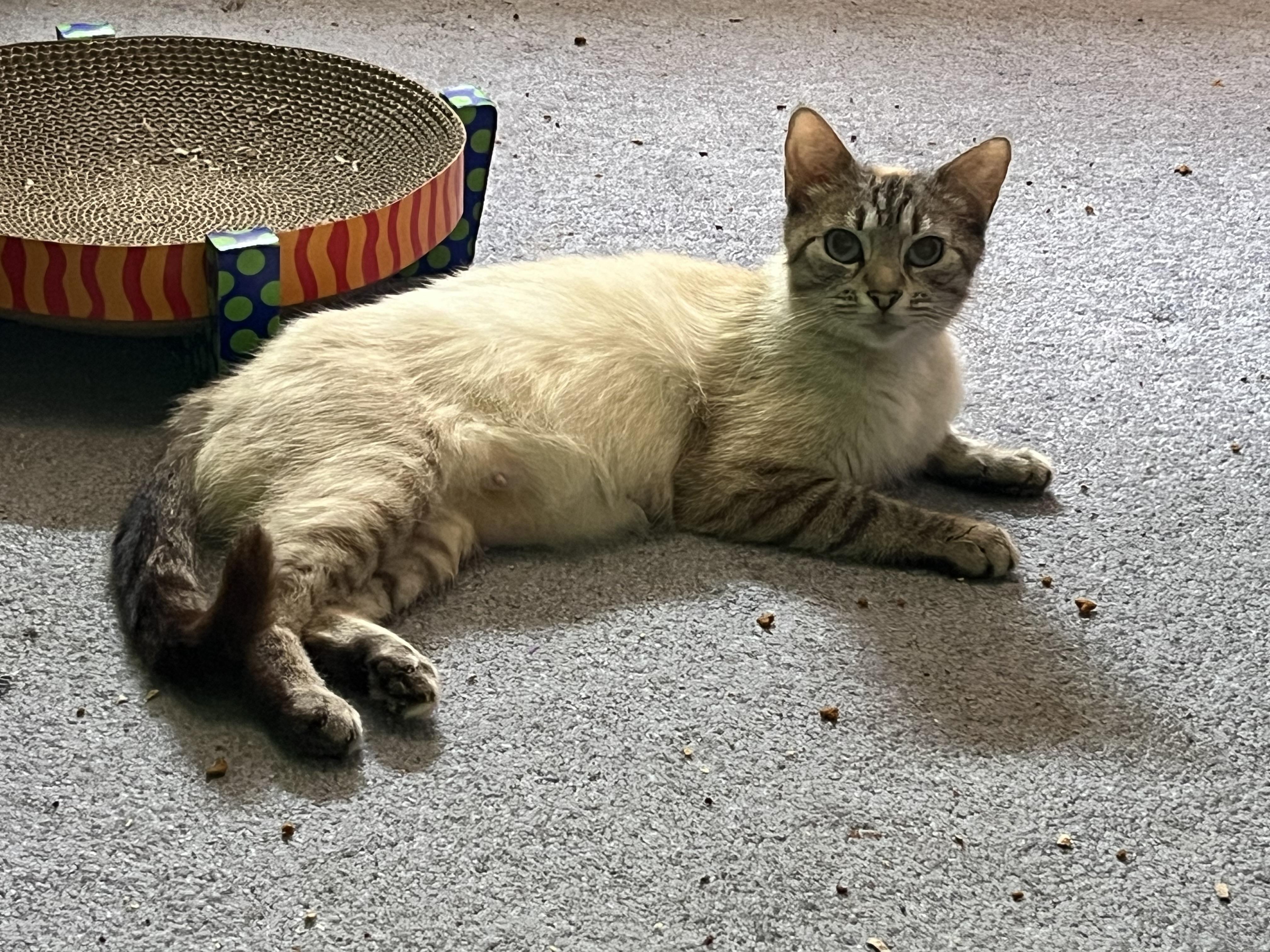Enlarge Makayla, a ADOPTABLE mixed breed in Morgantown, WV image 6/6
