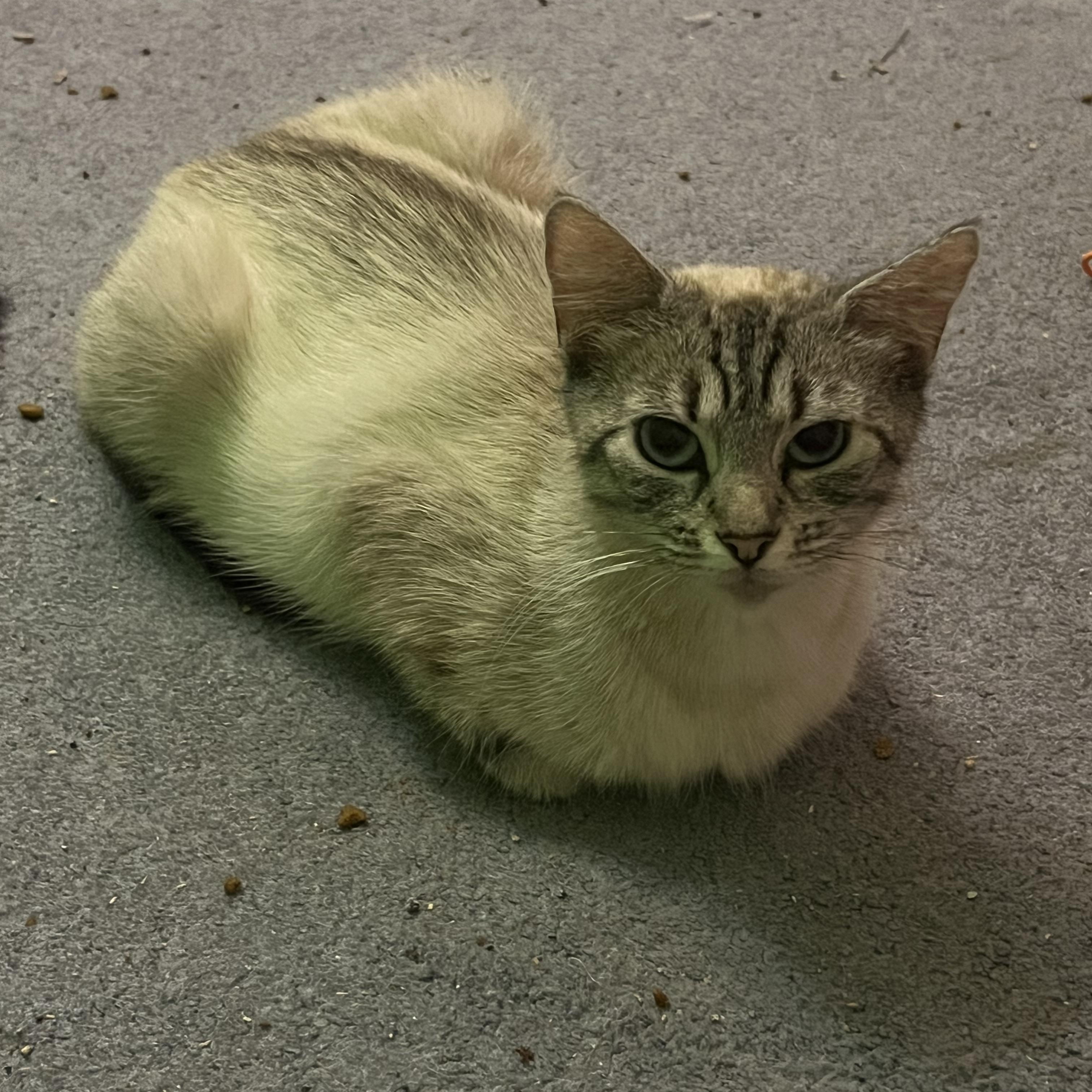 Enlarge Makayla, a ADOPTABLE mixed breed in Morgantown, WV image 2/6