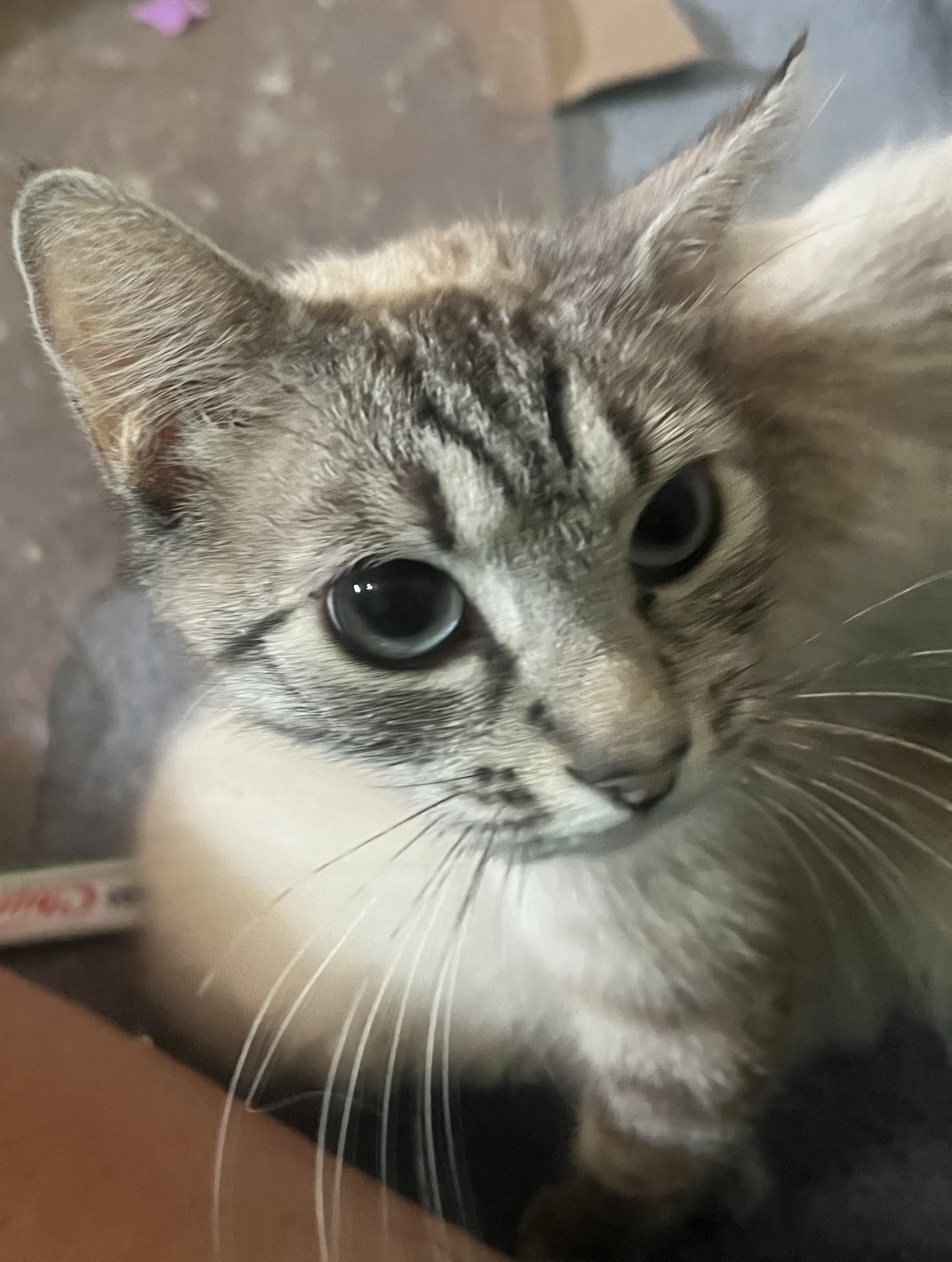 Makayla, ADOPTABLE, Adult Female Siamese & Domestic Short Hair.