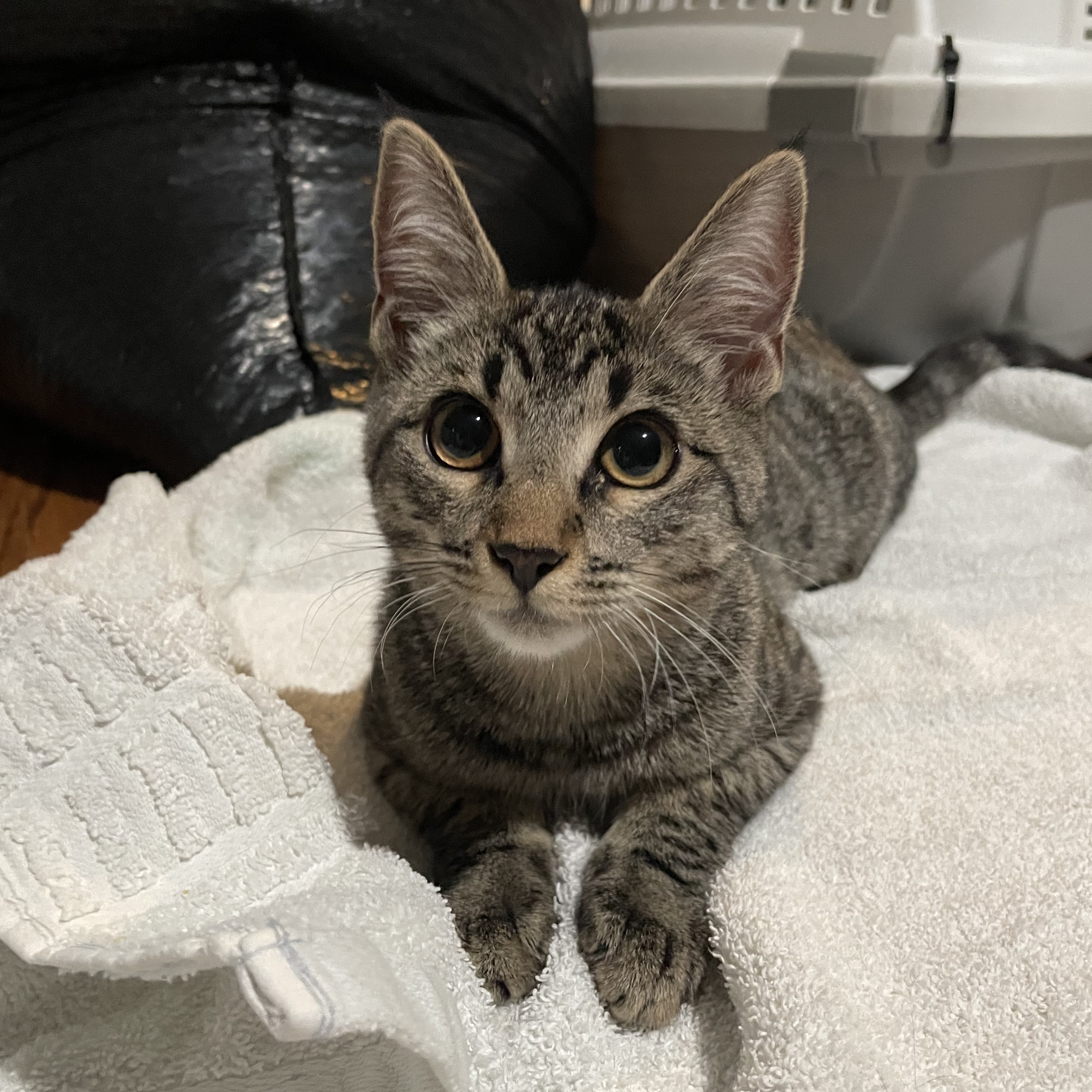 Cat for adoption Rose, a Domestic Short Hair in Syosset, NY Petfinder
