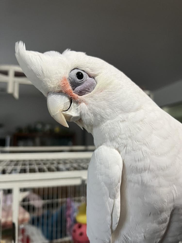 Enlarge Becker, a Adoptable Cockatoo in Pittsburgh, PA image 1/1