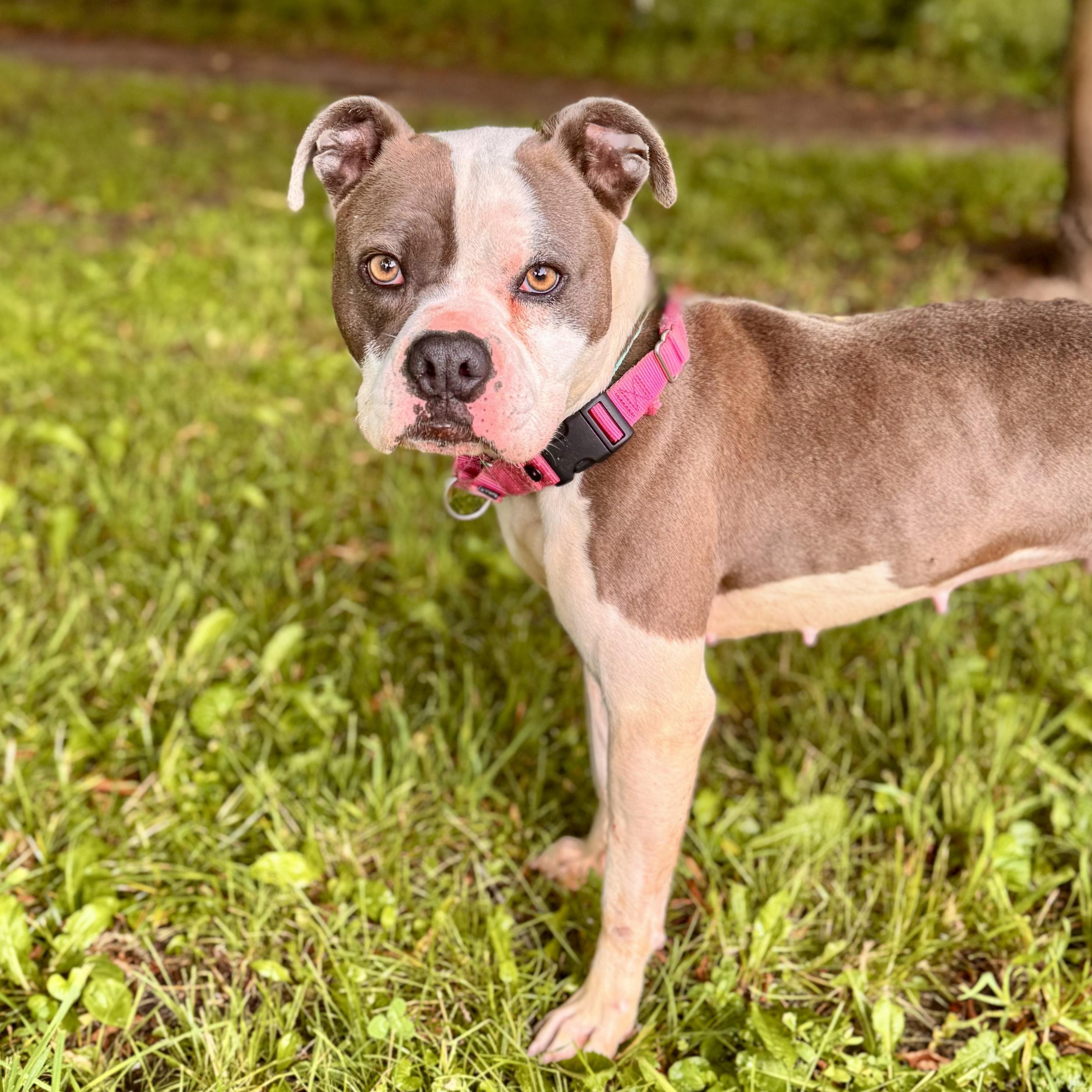 Dilleena, Adult Female Bulldog