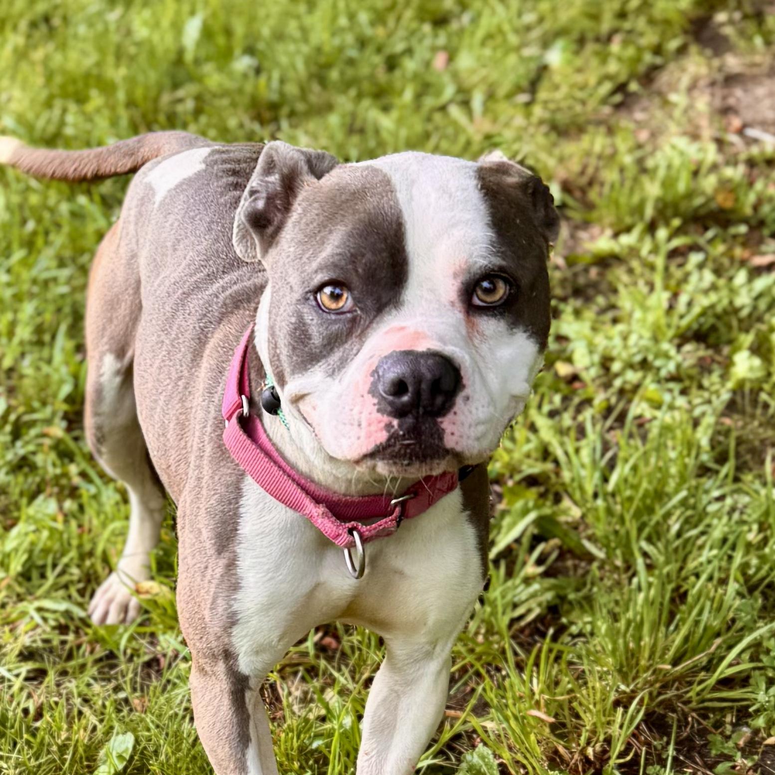Dilleena
