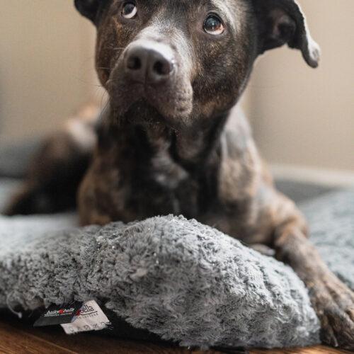 Enlarge Tyson, a Adoptable mixed breed in Vienna, ON image 1/5