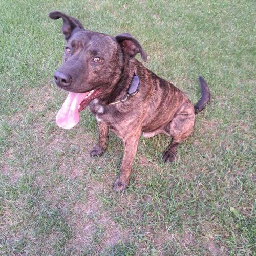 Tyson, Adoptable, Young Male Labrador Retriever & Mixed Breed.