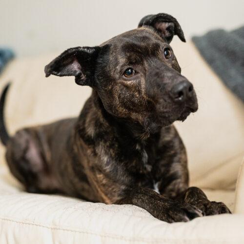 Tyson, a Adoptable mixed breed in Vienna, ON image 2/6